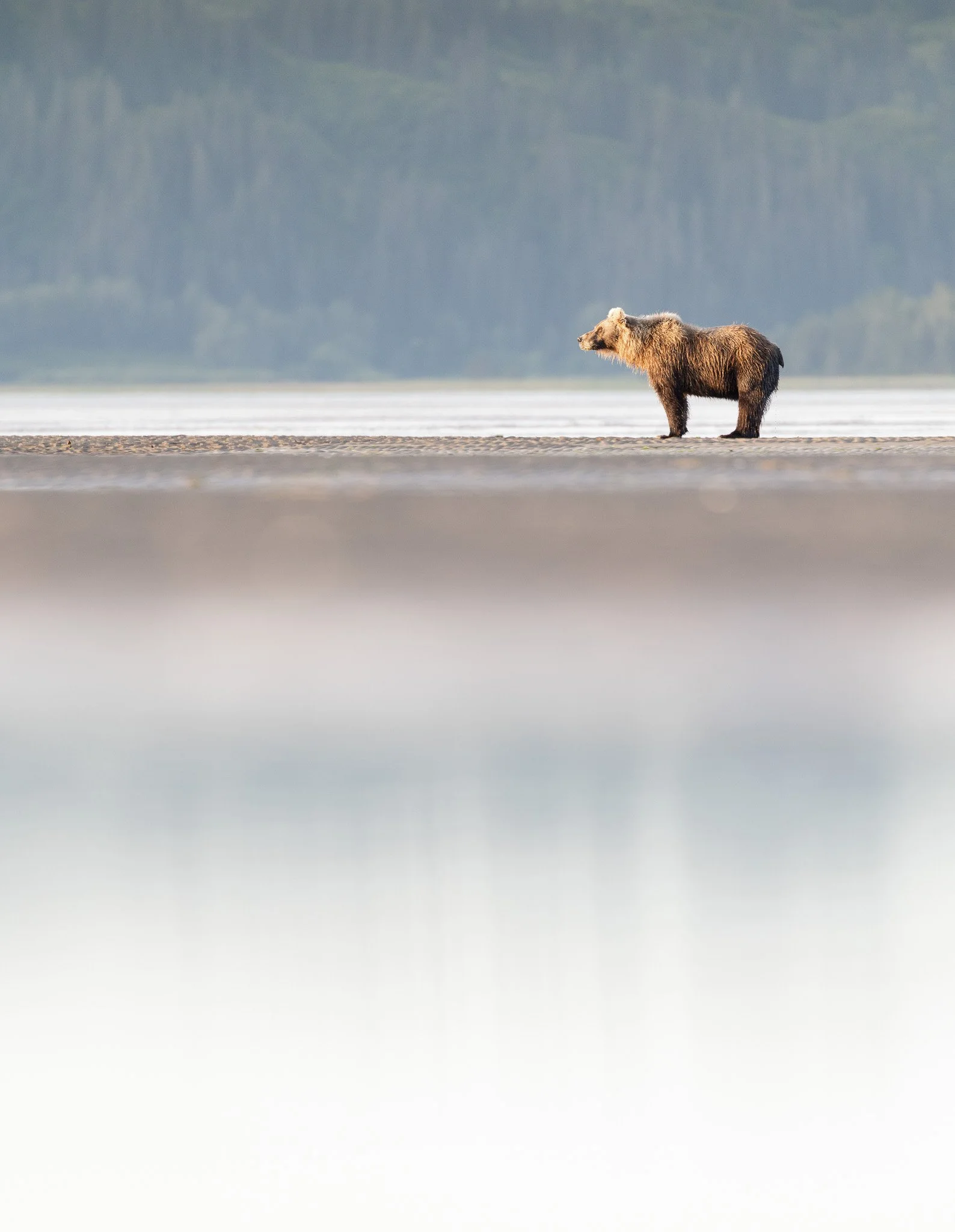 A brown bear watches the sunrise in Lake Clark National Park, Alaska.