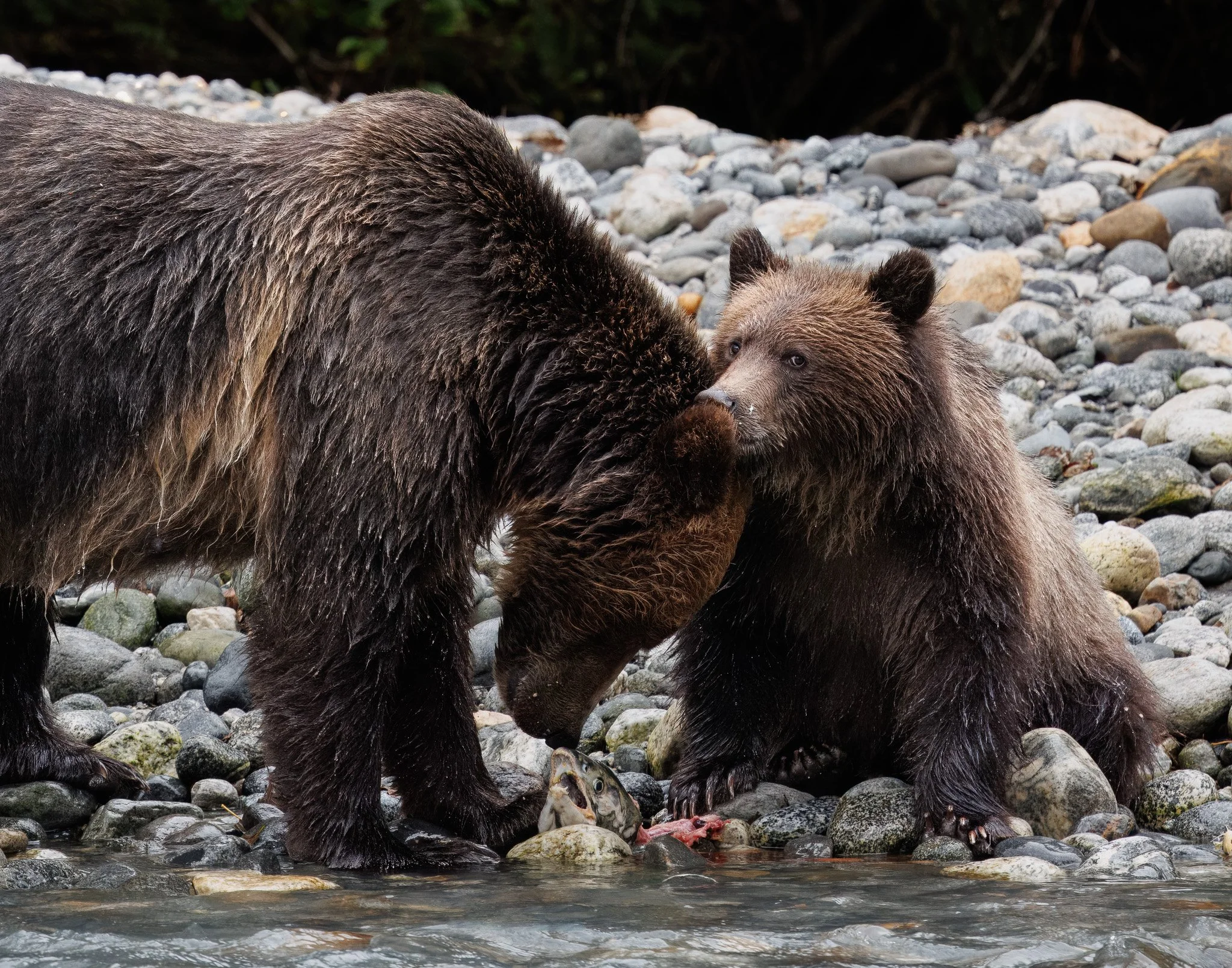 Grizzly bear mom and cub feeding along the stream.