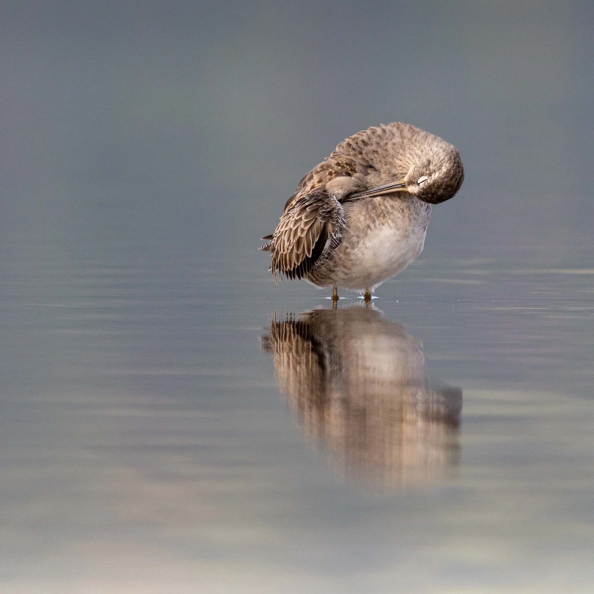 TURNED INWARD
long-billed dowitcher, upper twin lakes, id