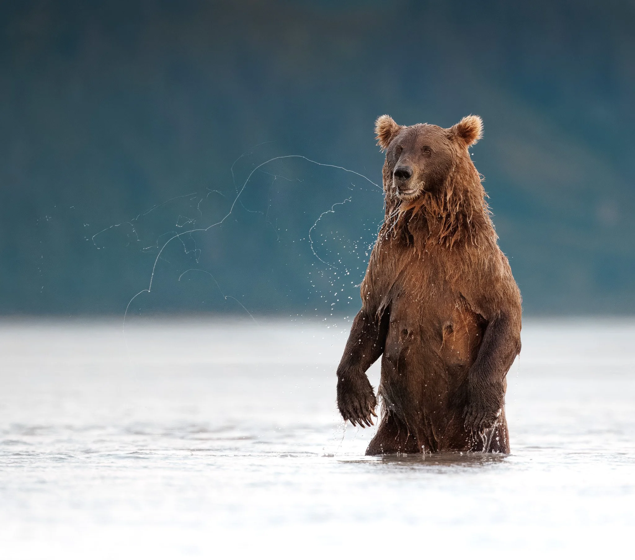 DROOL
brown bear, lake clark national park, alaska