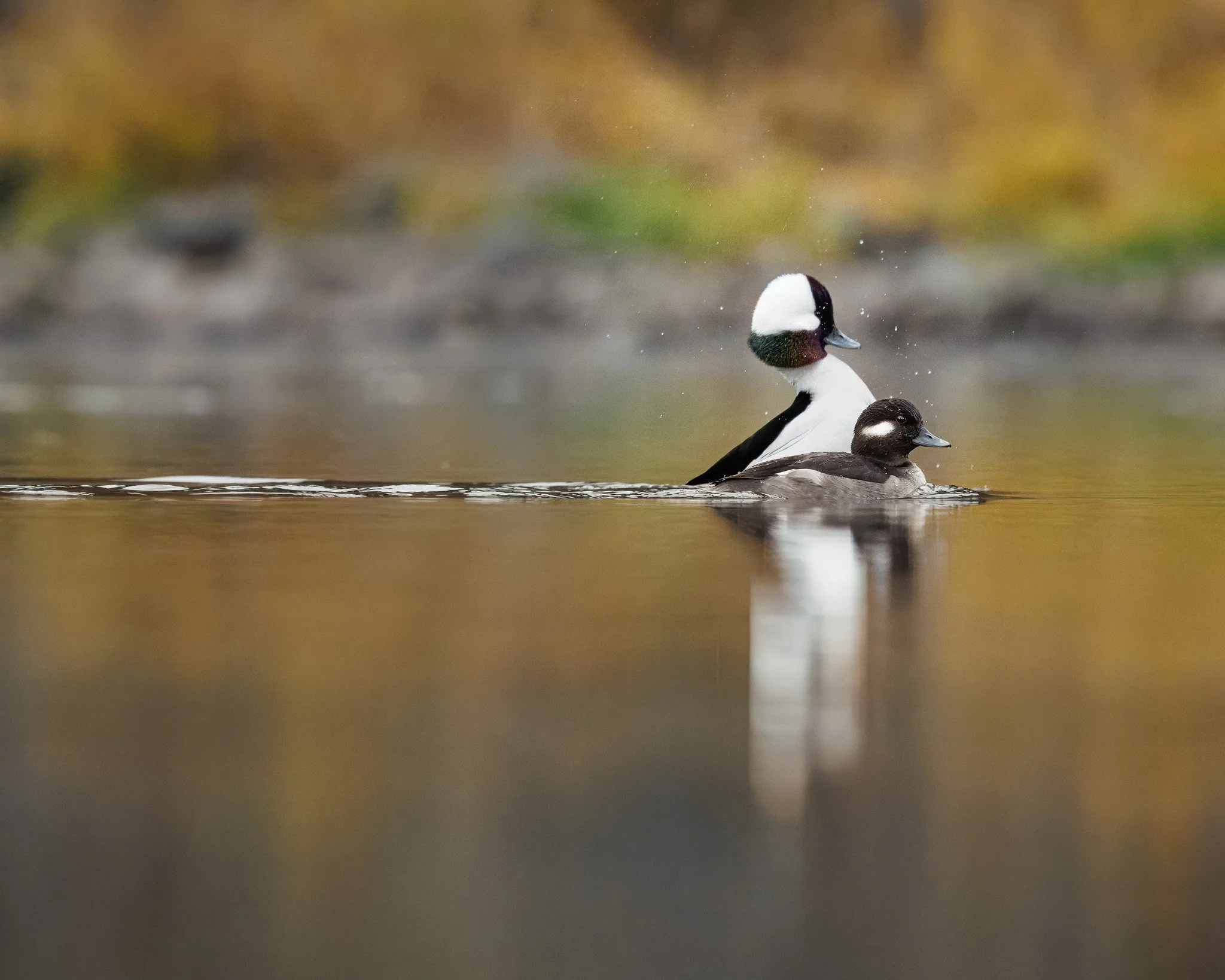 IN TANDEM
bufflehead couple, fernan lake, id