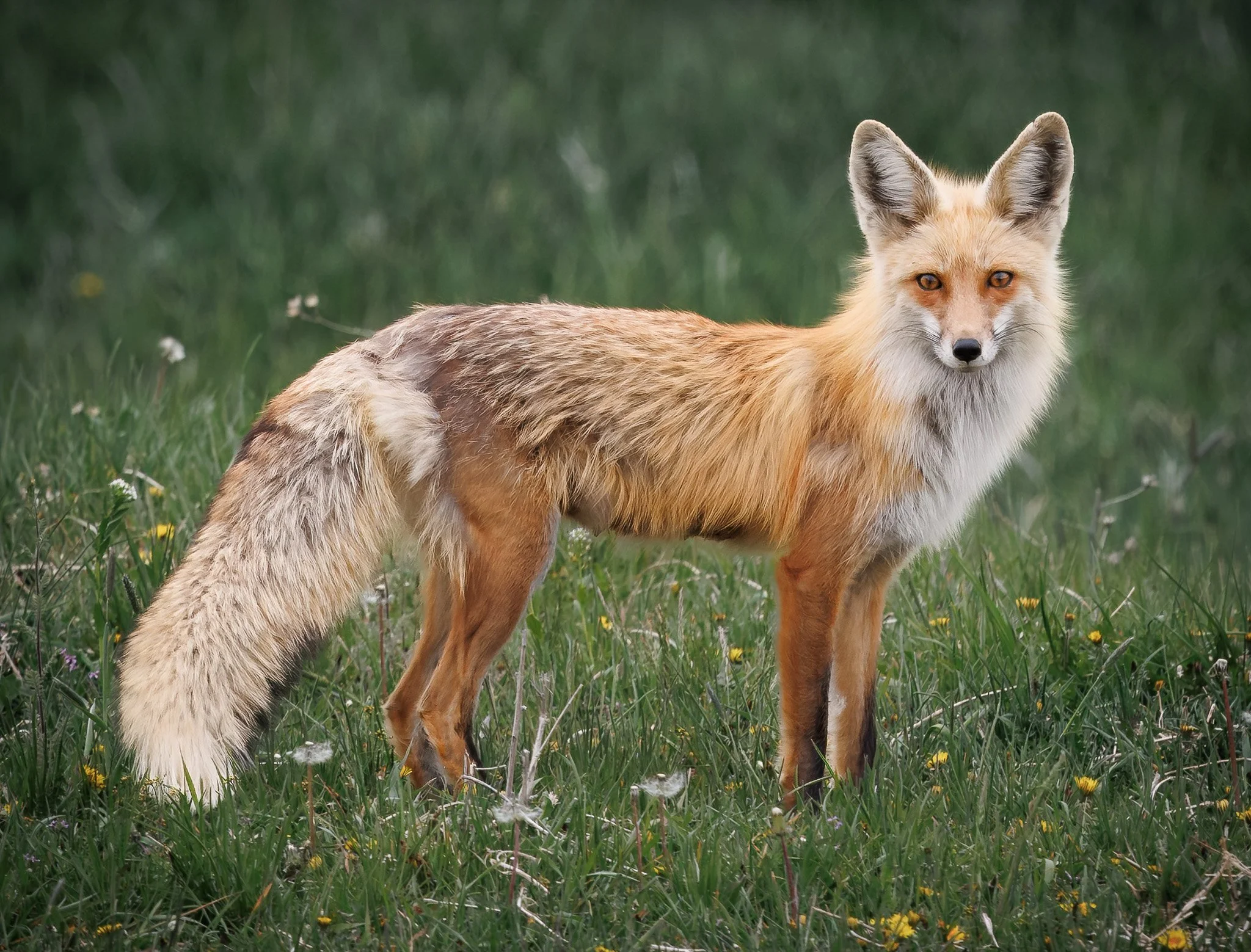 Mama fox starting at me from across the field.