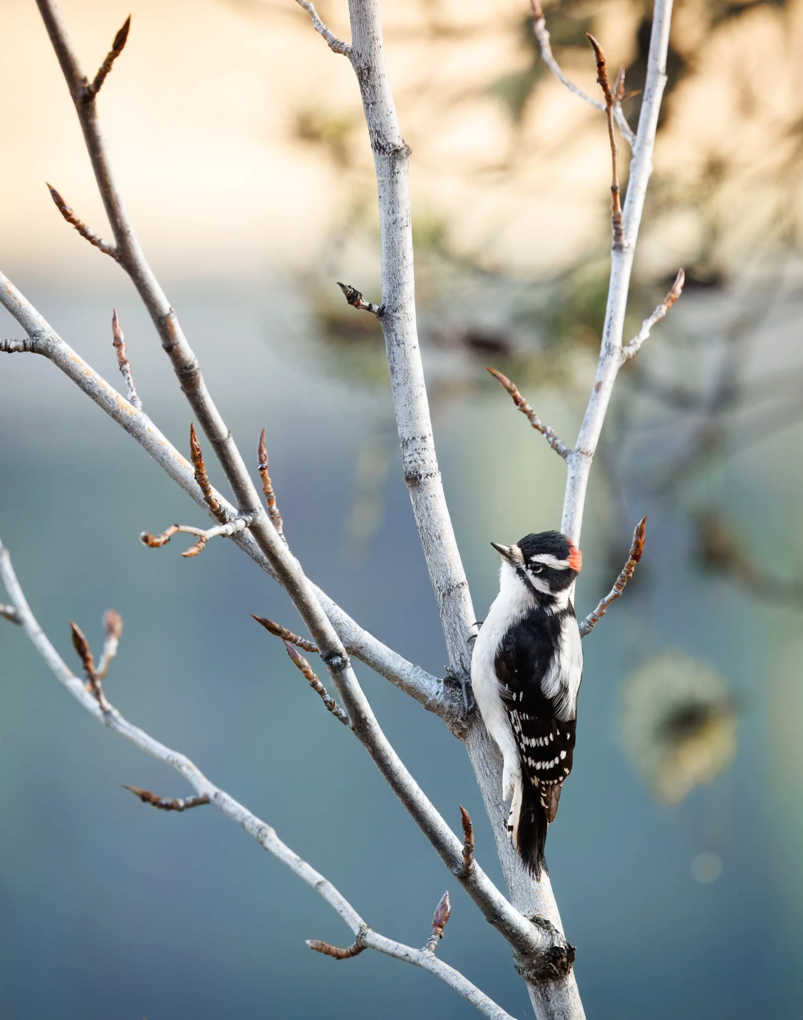 Downy woodpecker in North Idaho.