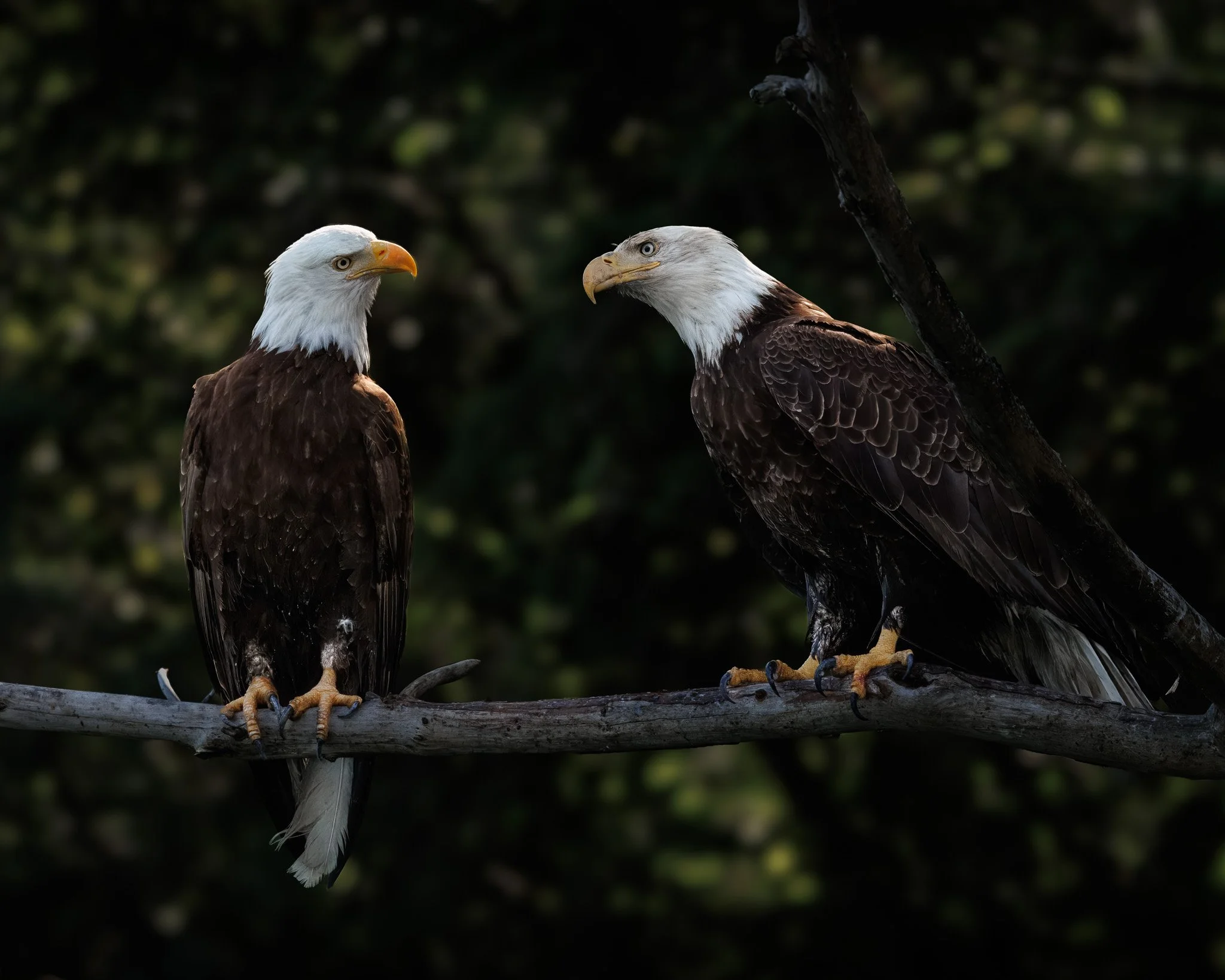 CONVERSATION
bald eagles, campbell river, bc