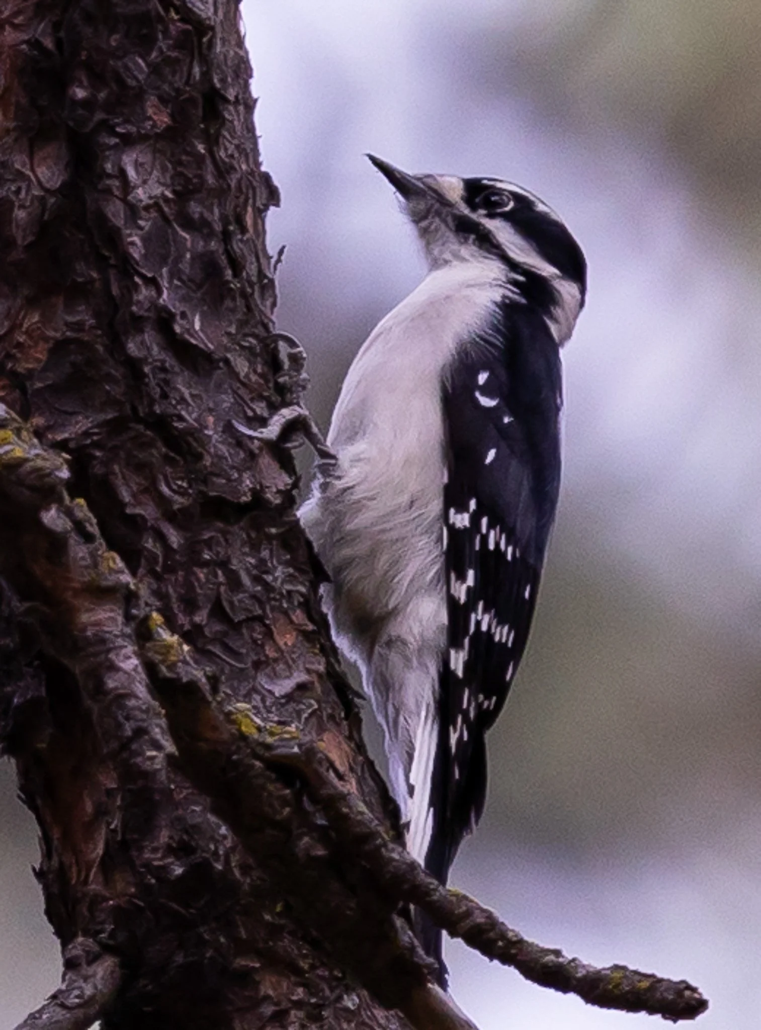 My very first wildlife shot of a downy woodpecker.