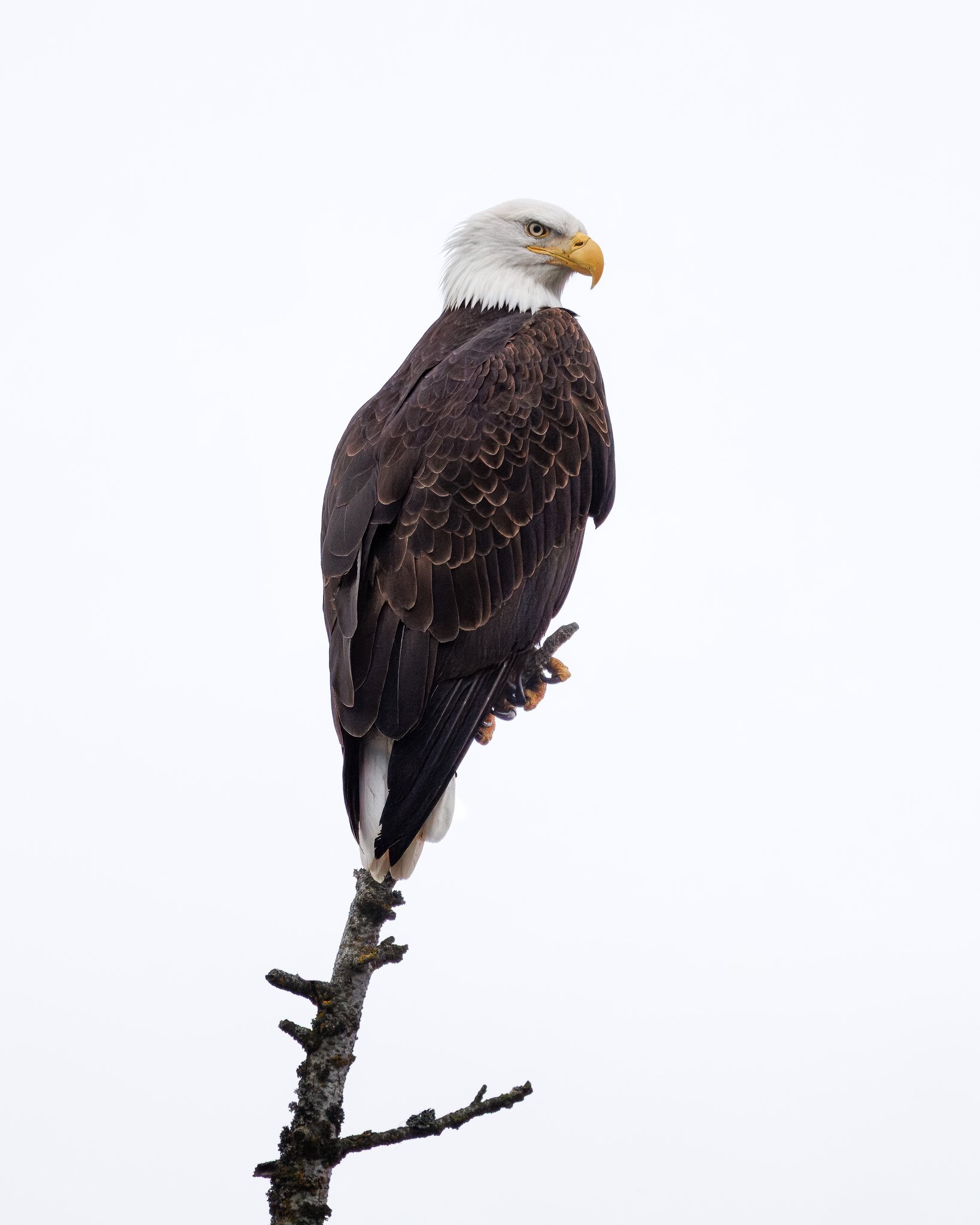Bald eagle in a tree in north Idaho. High key.