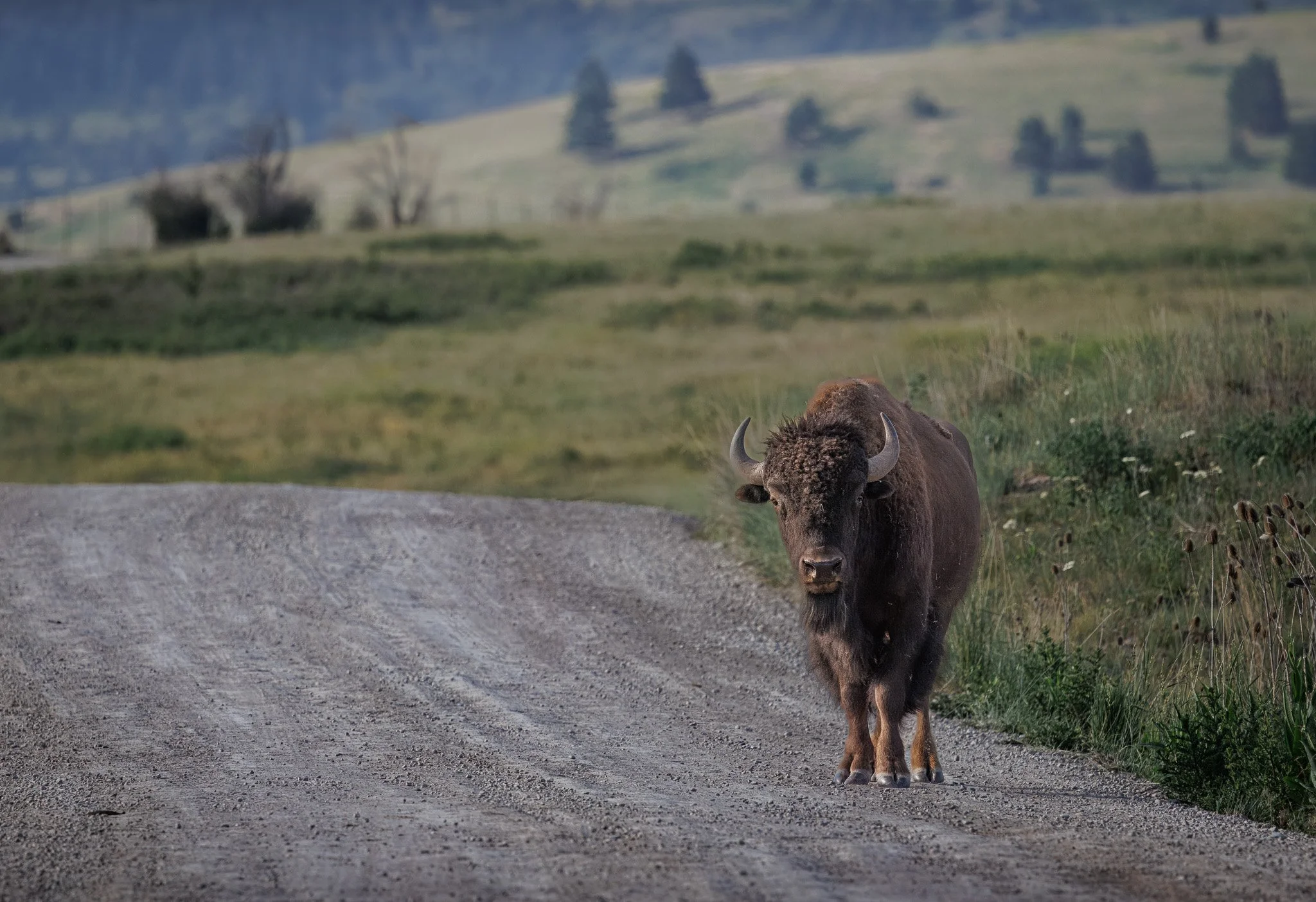 ALONG THE WAY
bison, cskt bison range, mt