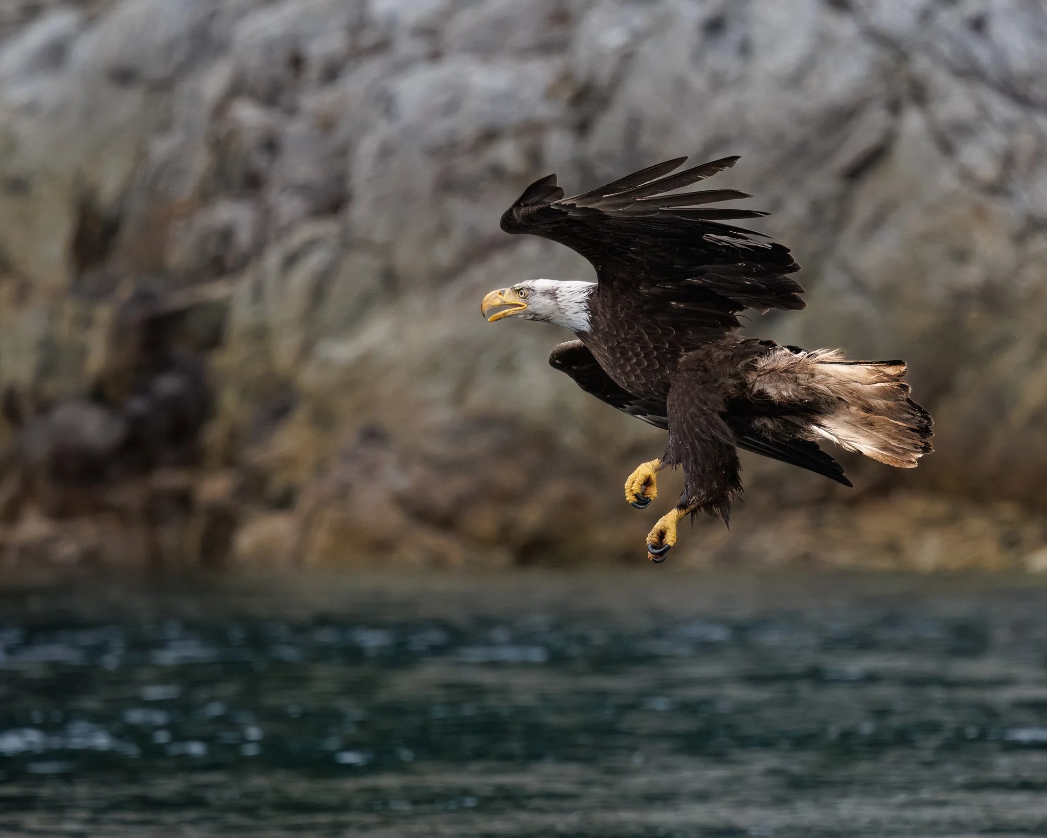 Bald Eagle in flight outside of Campbell River, BC, Canada.
