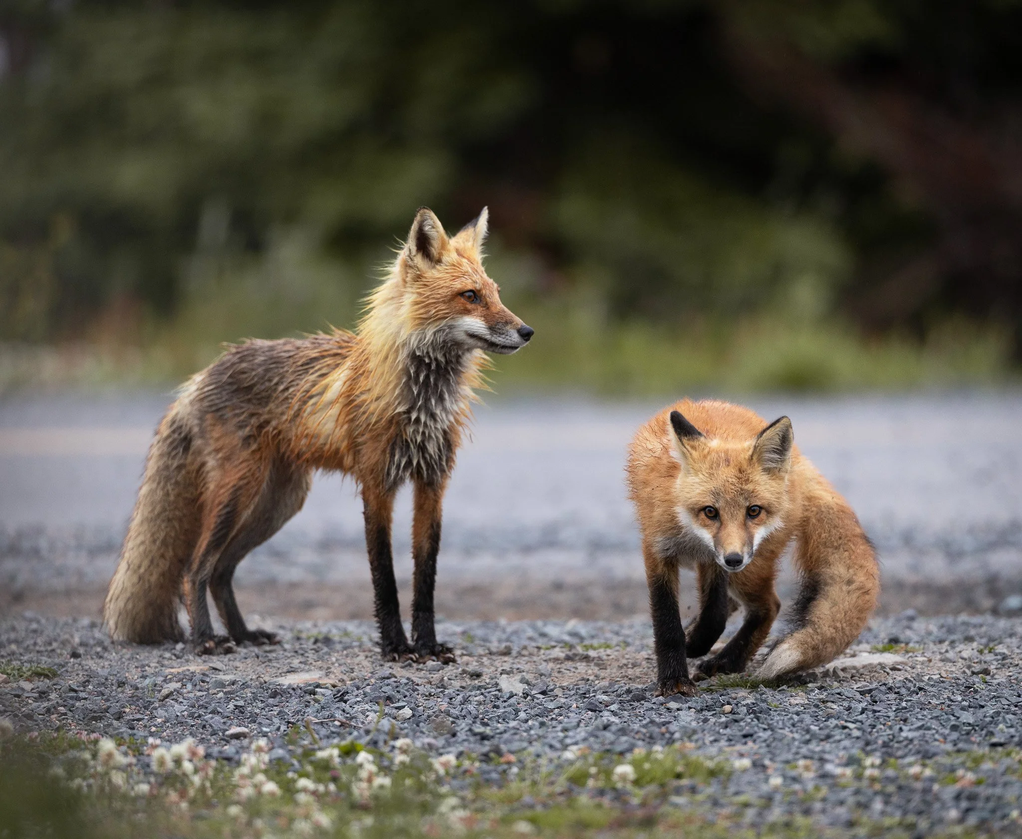 Fox kit and mama in Newfoundland.