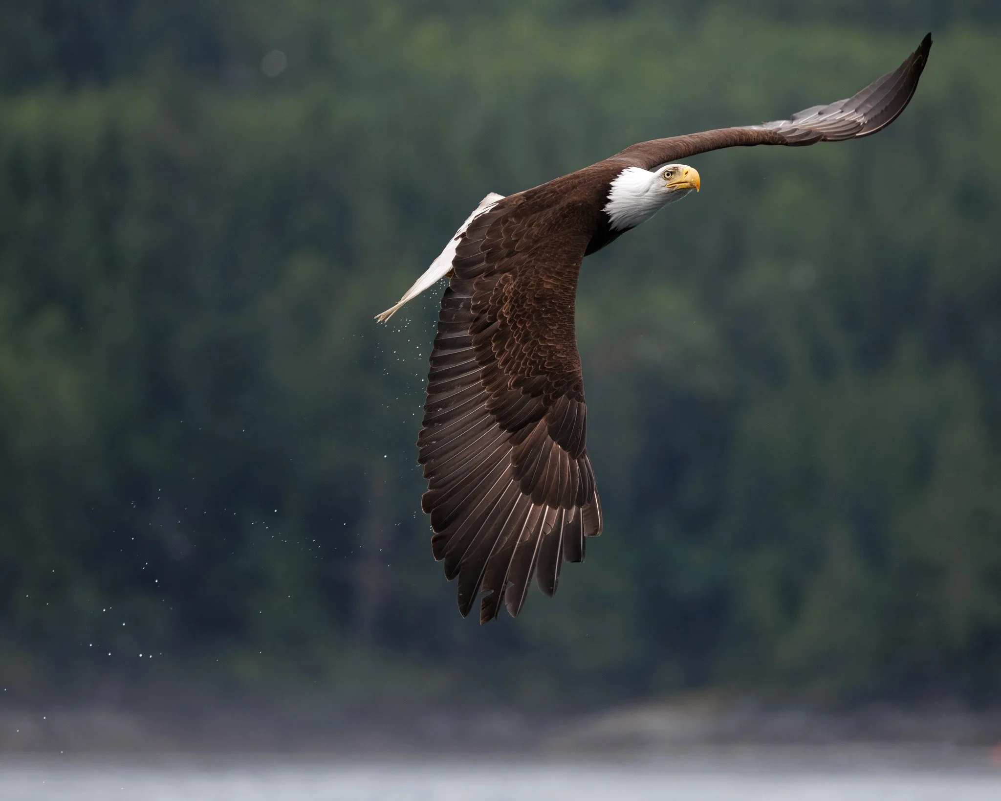 HELD IN MOTION
bald eagle, campbell river, bc