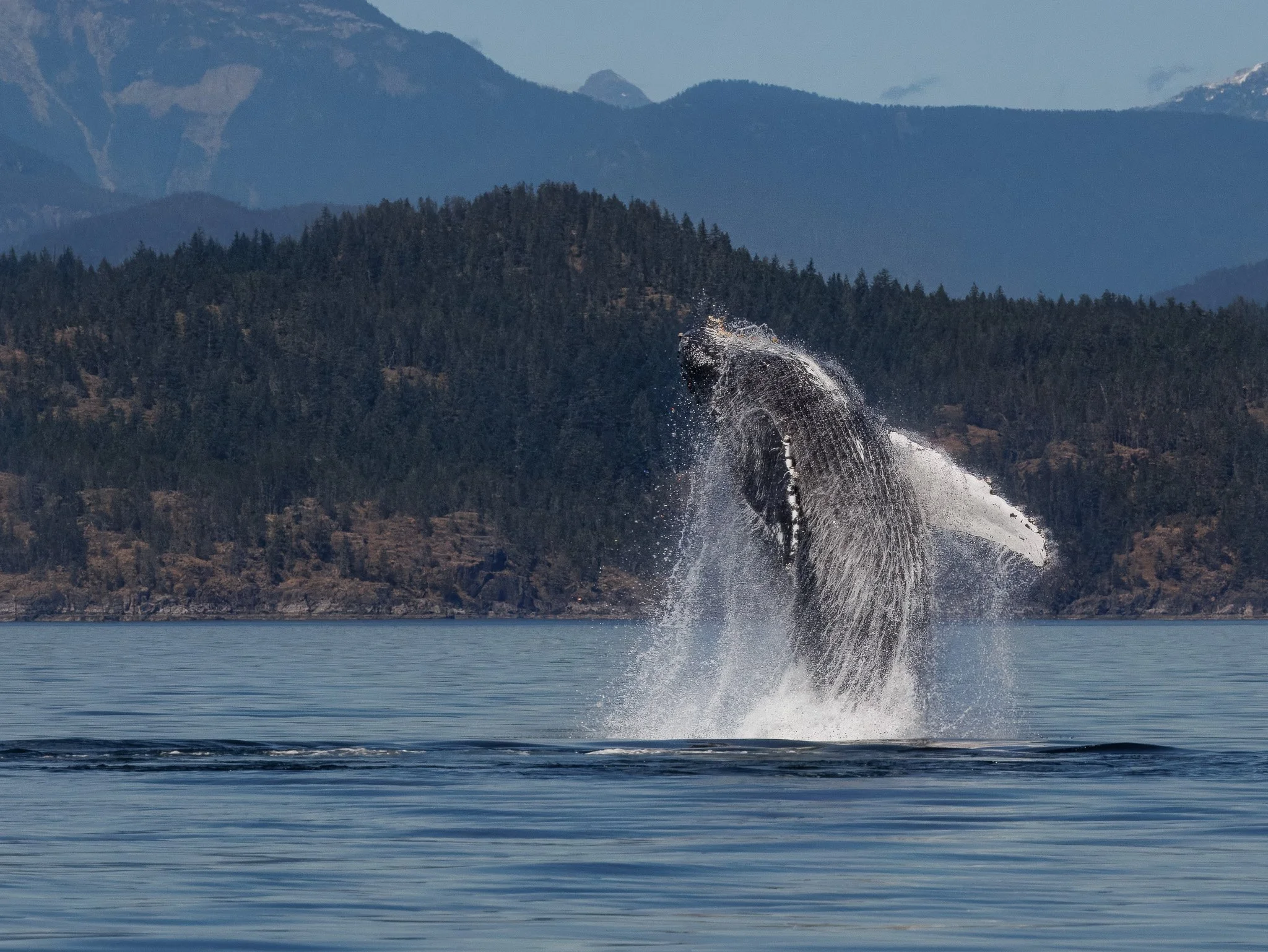 Breaching whale in Campbell River, BC, Canada.