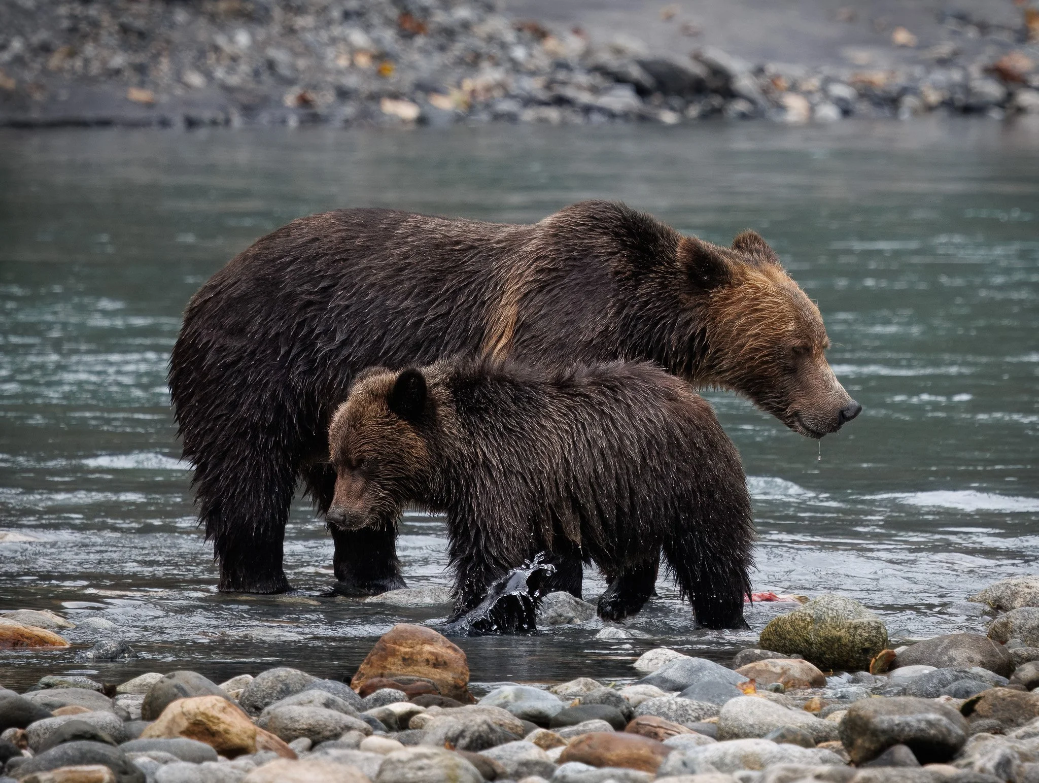 Mother grizzly and cub at Toba Inlet, Klahoose Wilderness Resort, BC Canda.