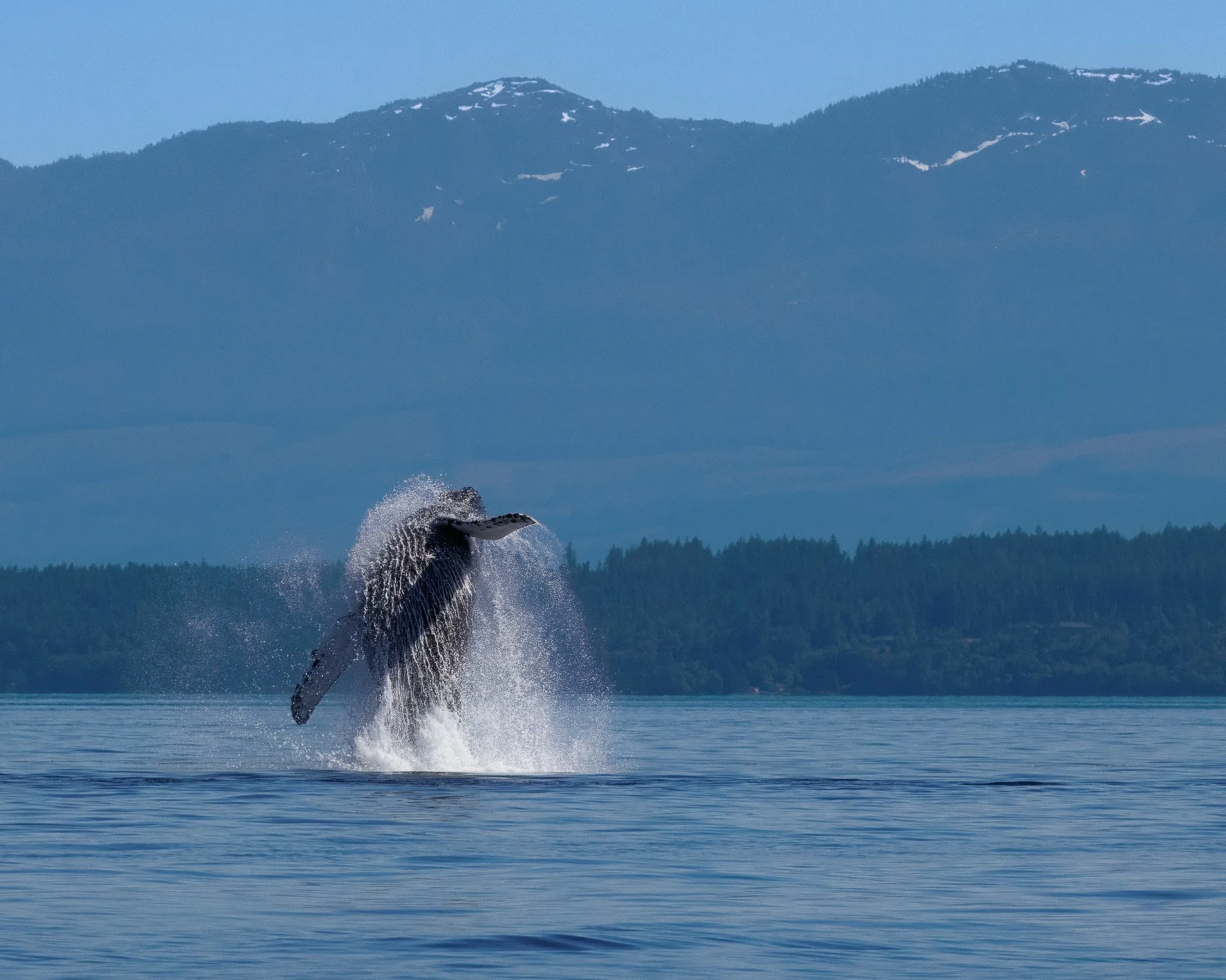 Breaching whale on the waters outside of Campbell River, BC.
