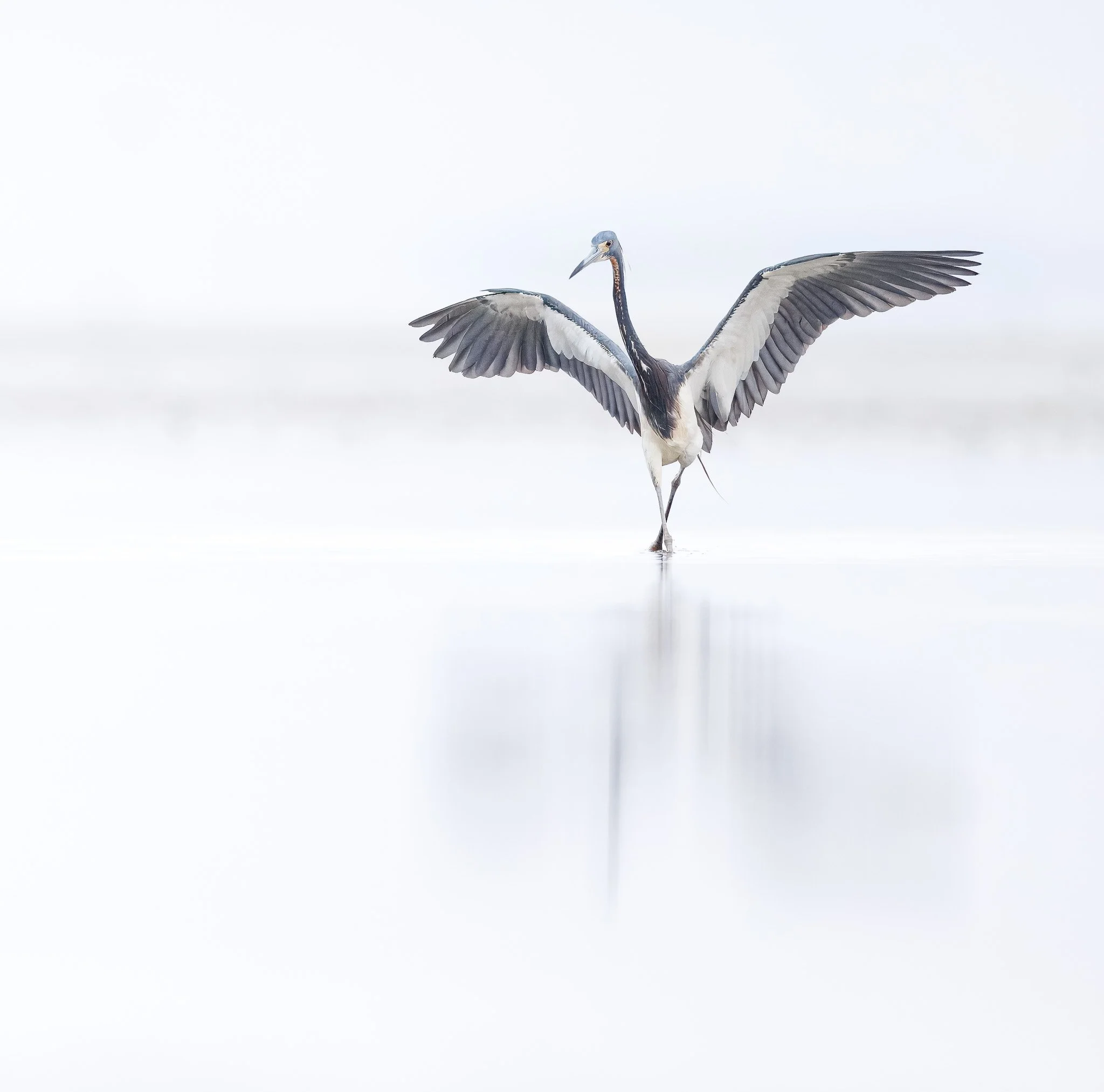 DANCING
tri-colored heron, south carolina