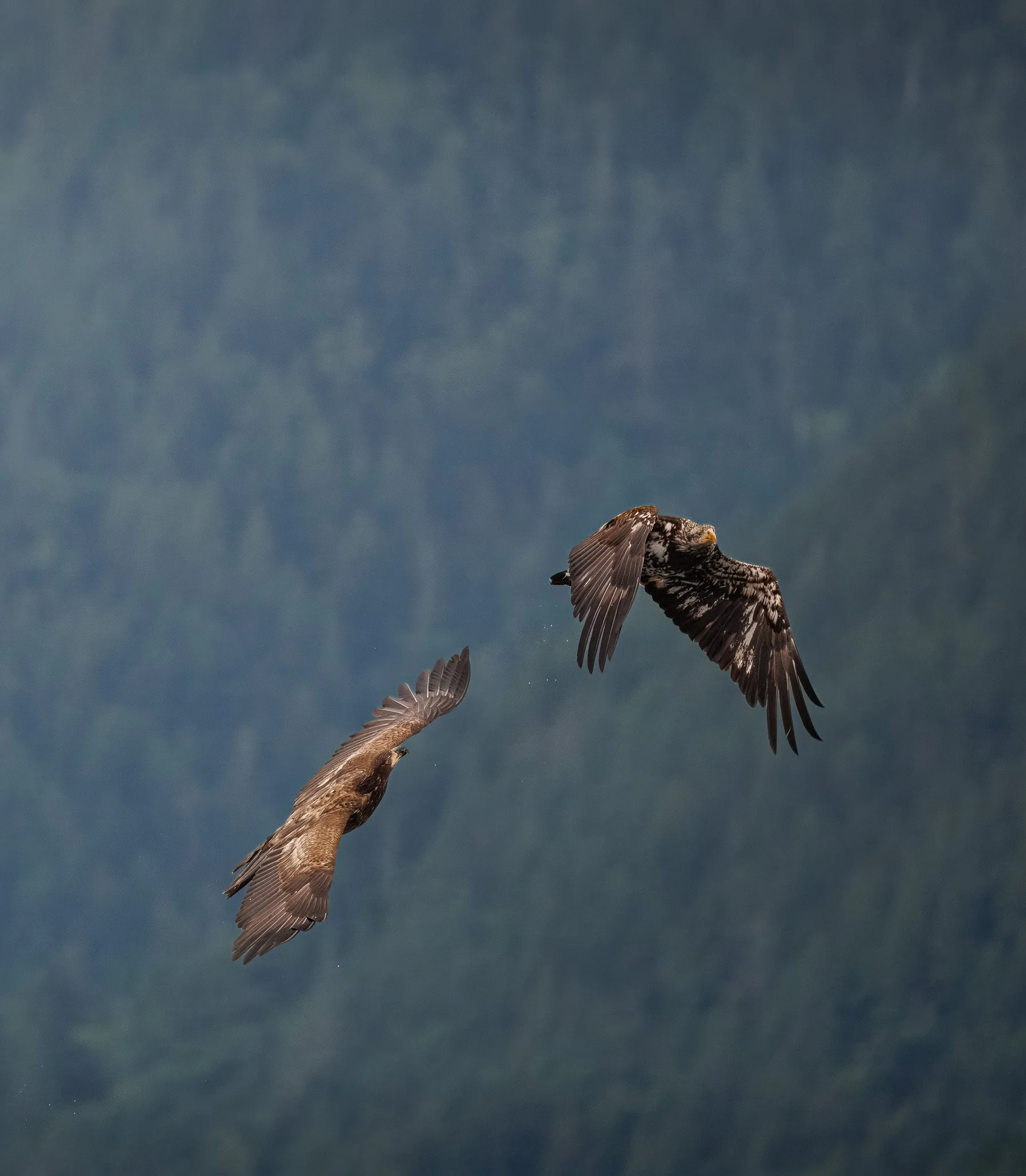 ACROSS THE AIR
juvenile bald eagles, campbell river, bc