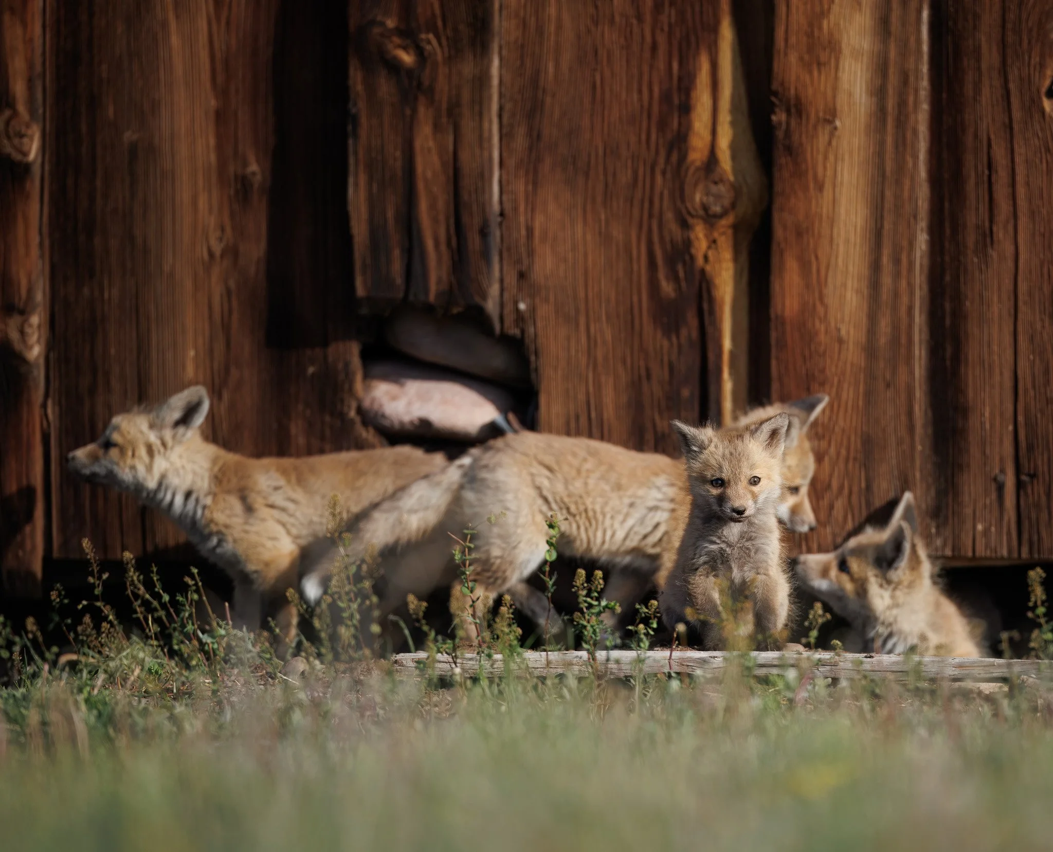 Fox kits hanging outside of their den in Montana.