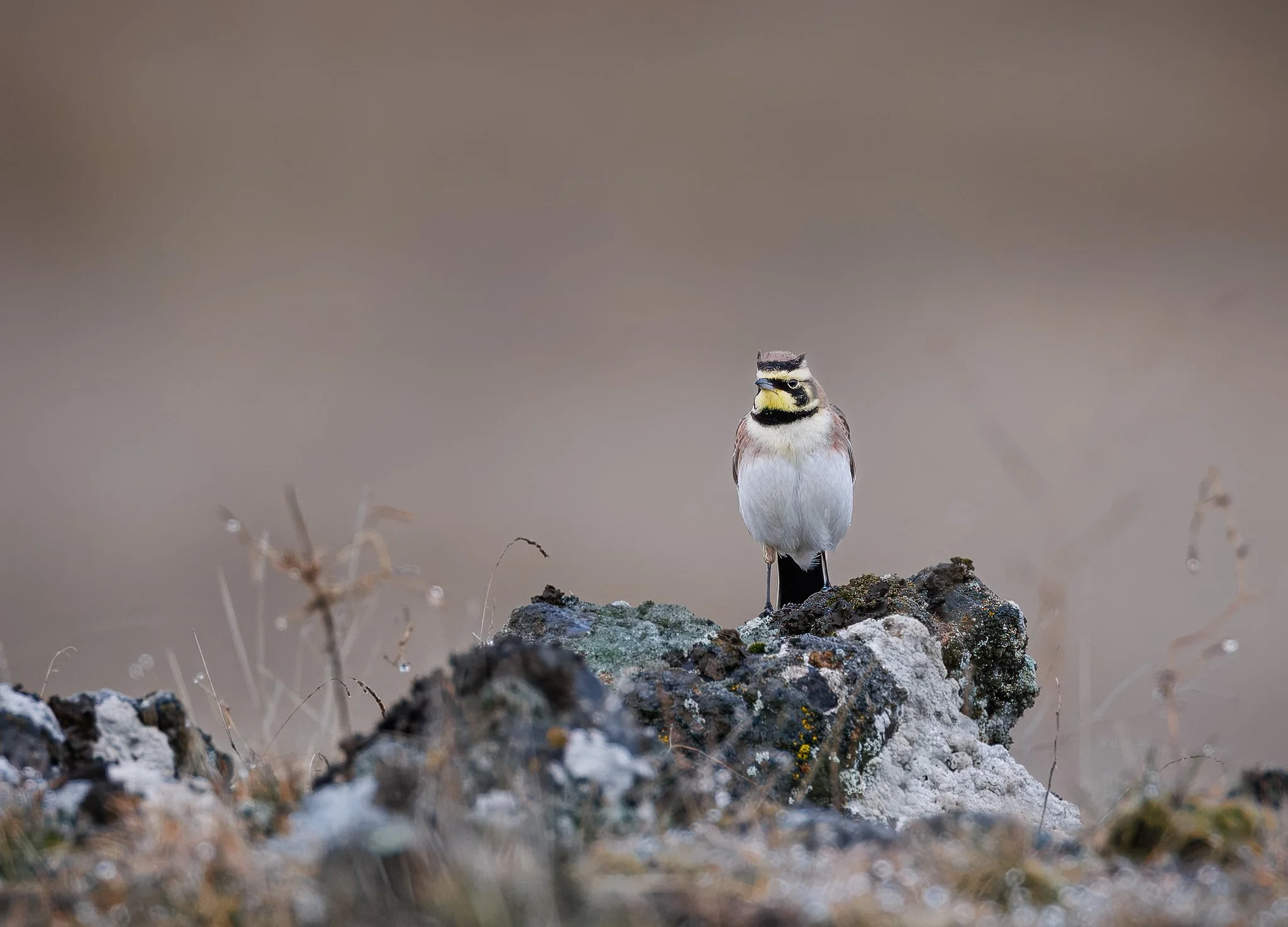 SET IN STONE
horned lark, eastern washington