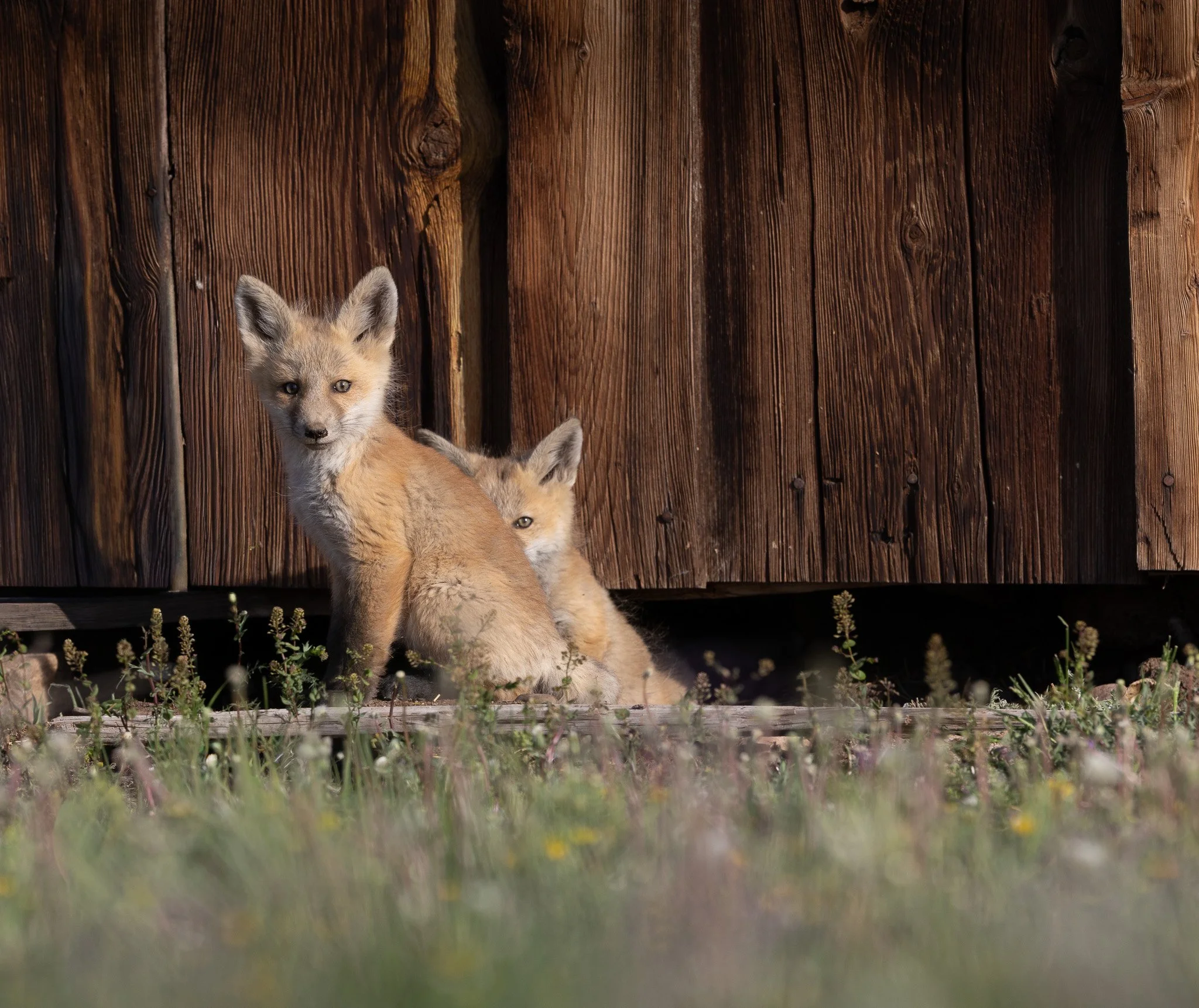 Two kits looking at me from right outside of their barn den in Montana.