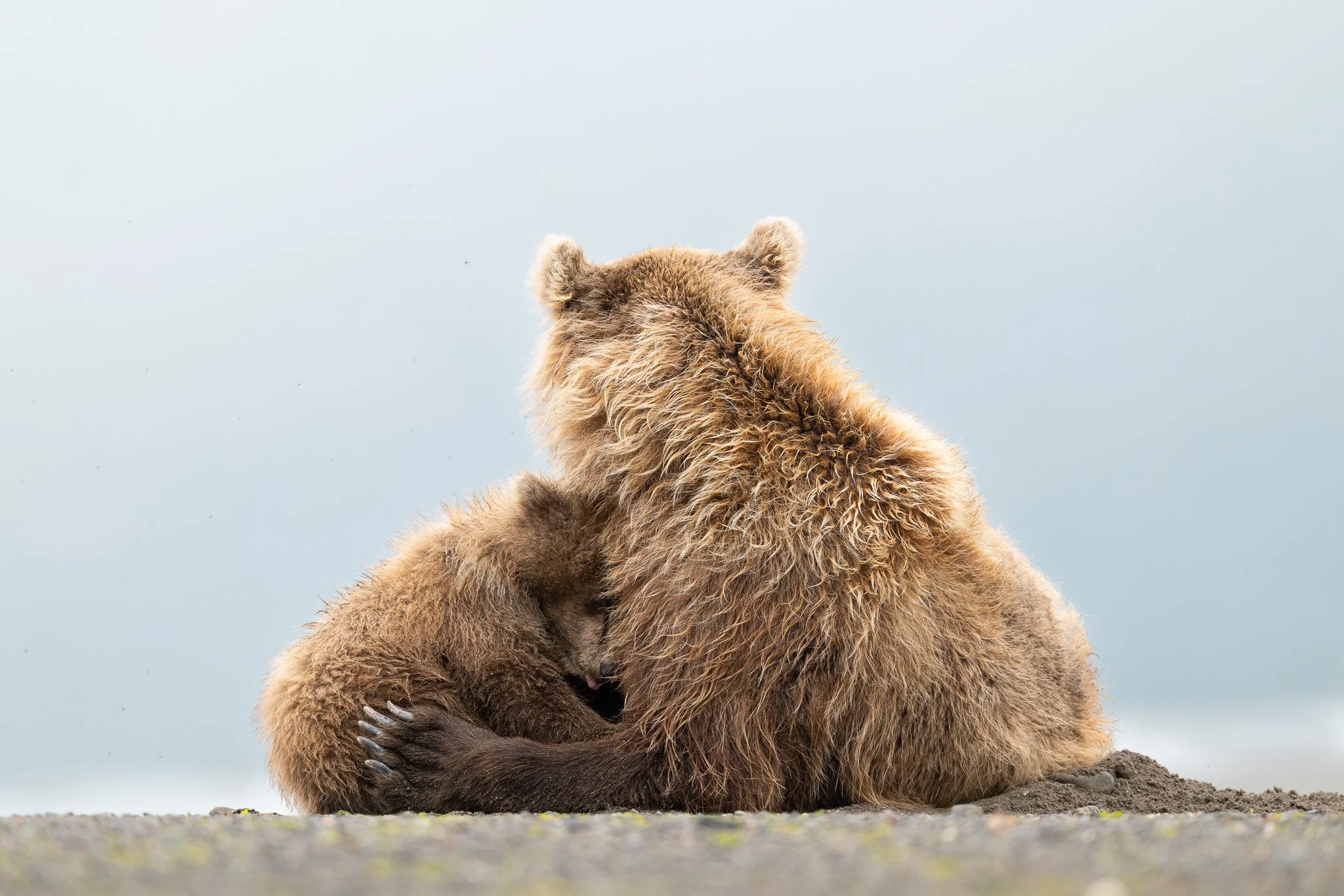 Mama bear holding her cub in Chinitna Bay, Alaska.