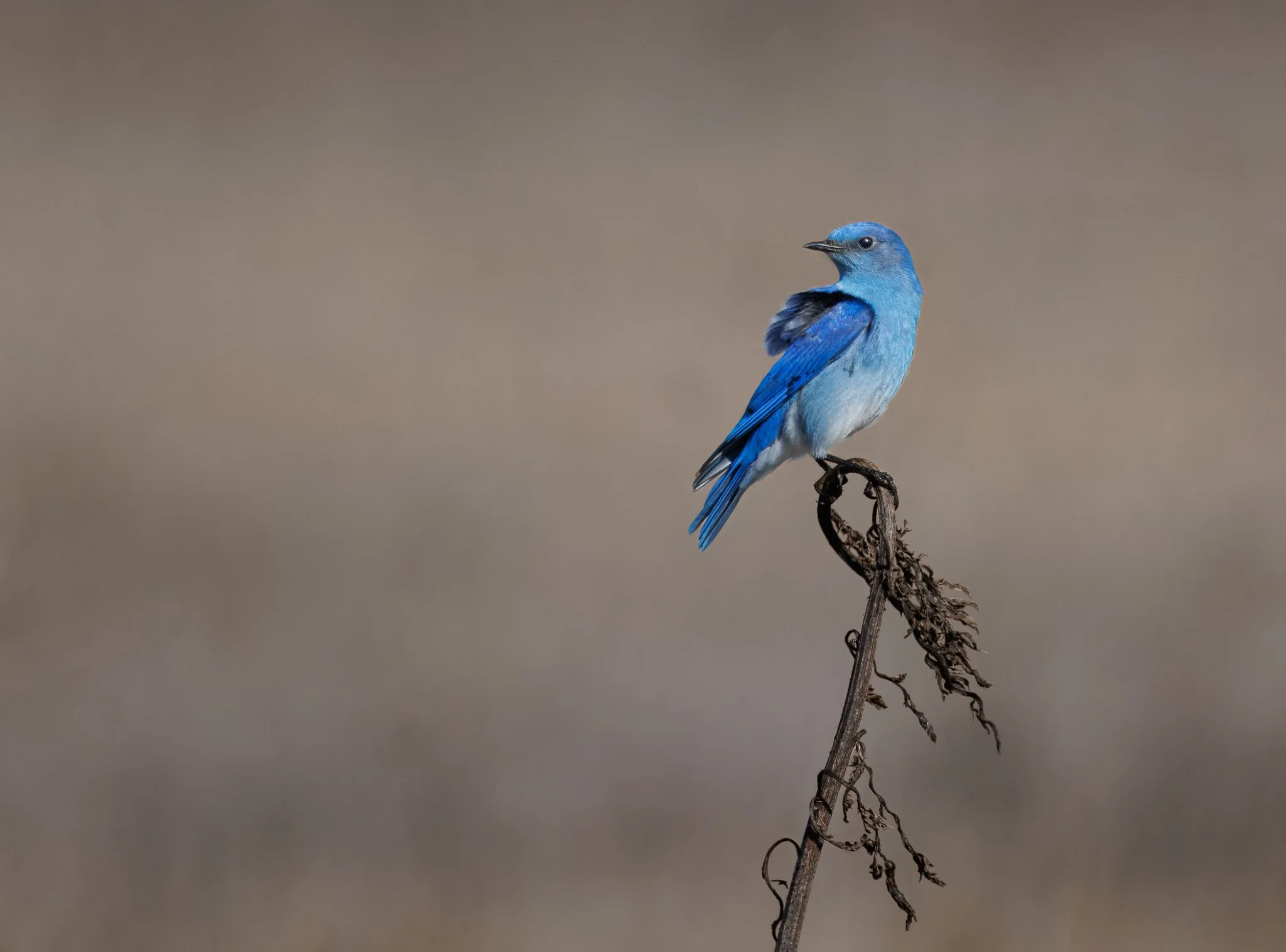 POISED
mountain bluebird, saltese uplands, wa