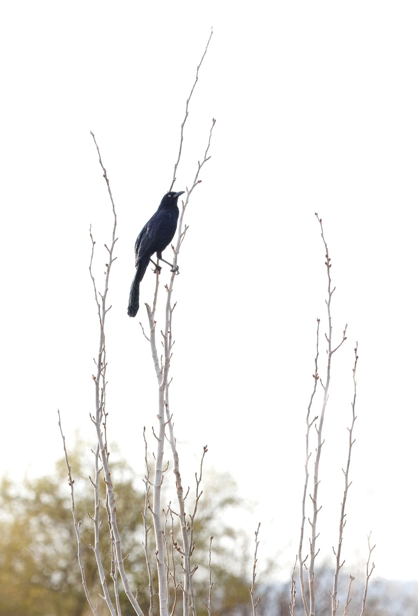 Grackle in a bare bush in las vegas, nevada.