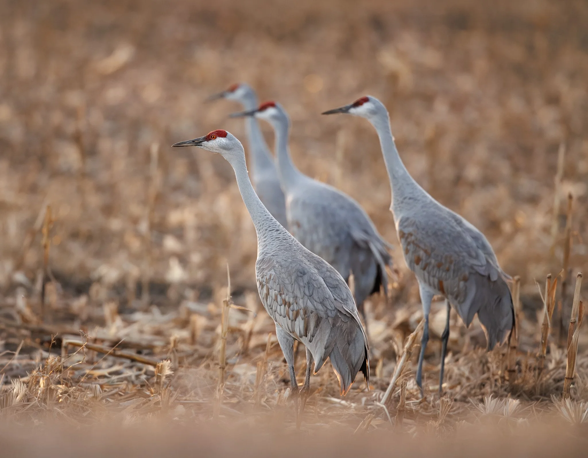 ATTENTION
sandhill cranes, west richmond, wa