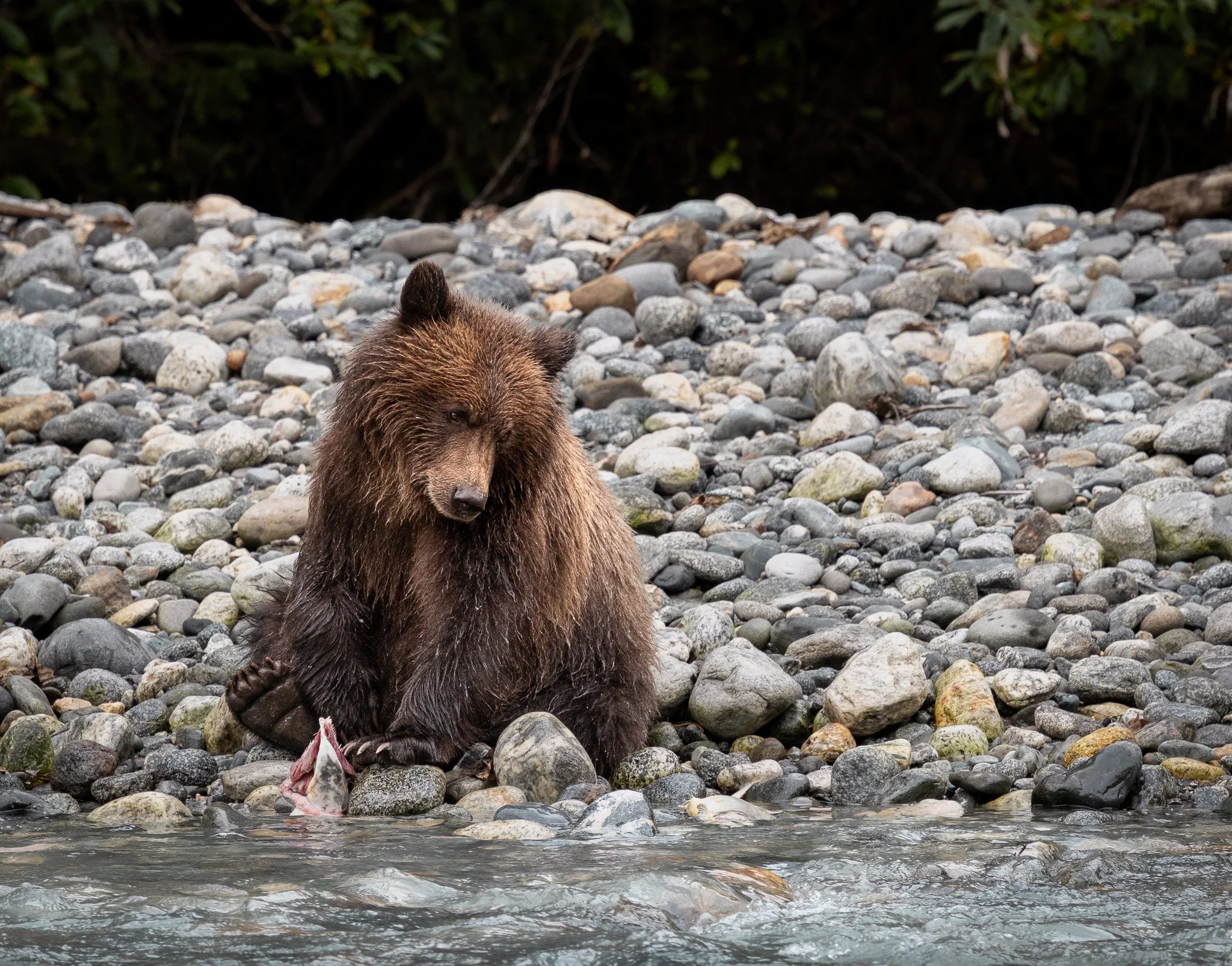 Grizzly bear cub with a fish in Toba Inlet, BC, Canada, at Klahoose Wilderness Resort.
