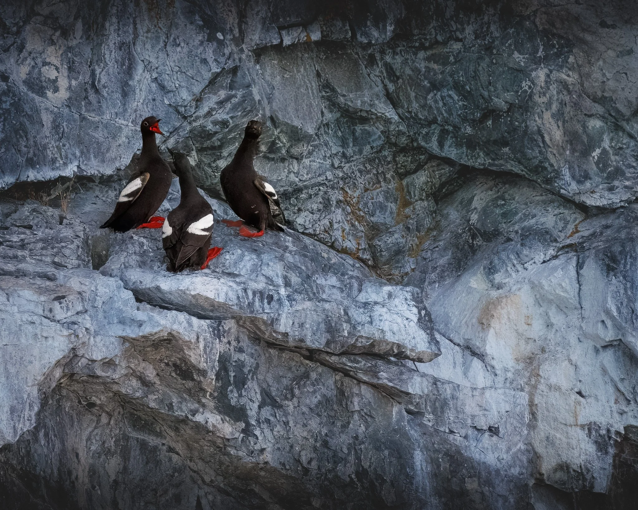 GOSSIP
pigeon guillemot, campbell river, bc
