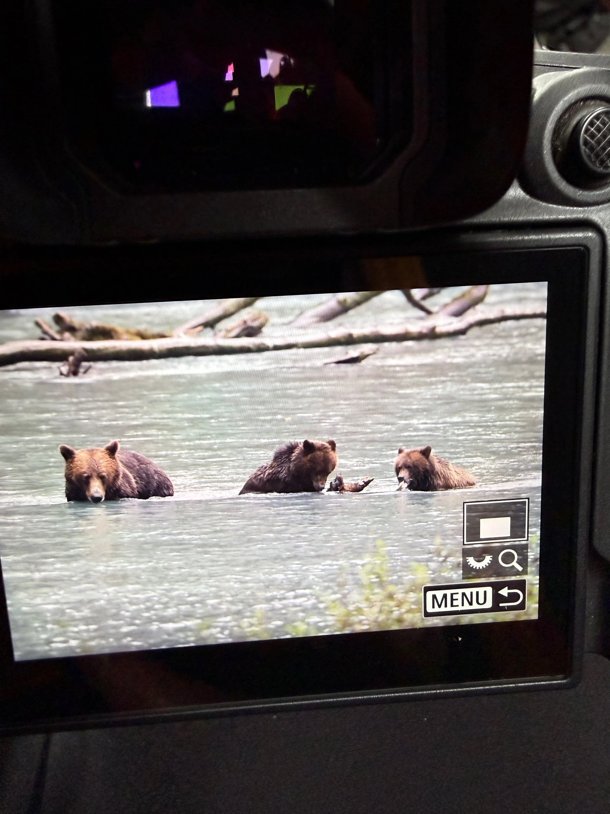 Grizzly Bear and two cubs in the waters of the Toba Inlet, British Columbia.