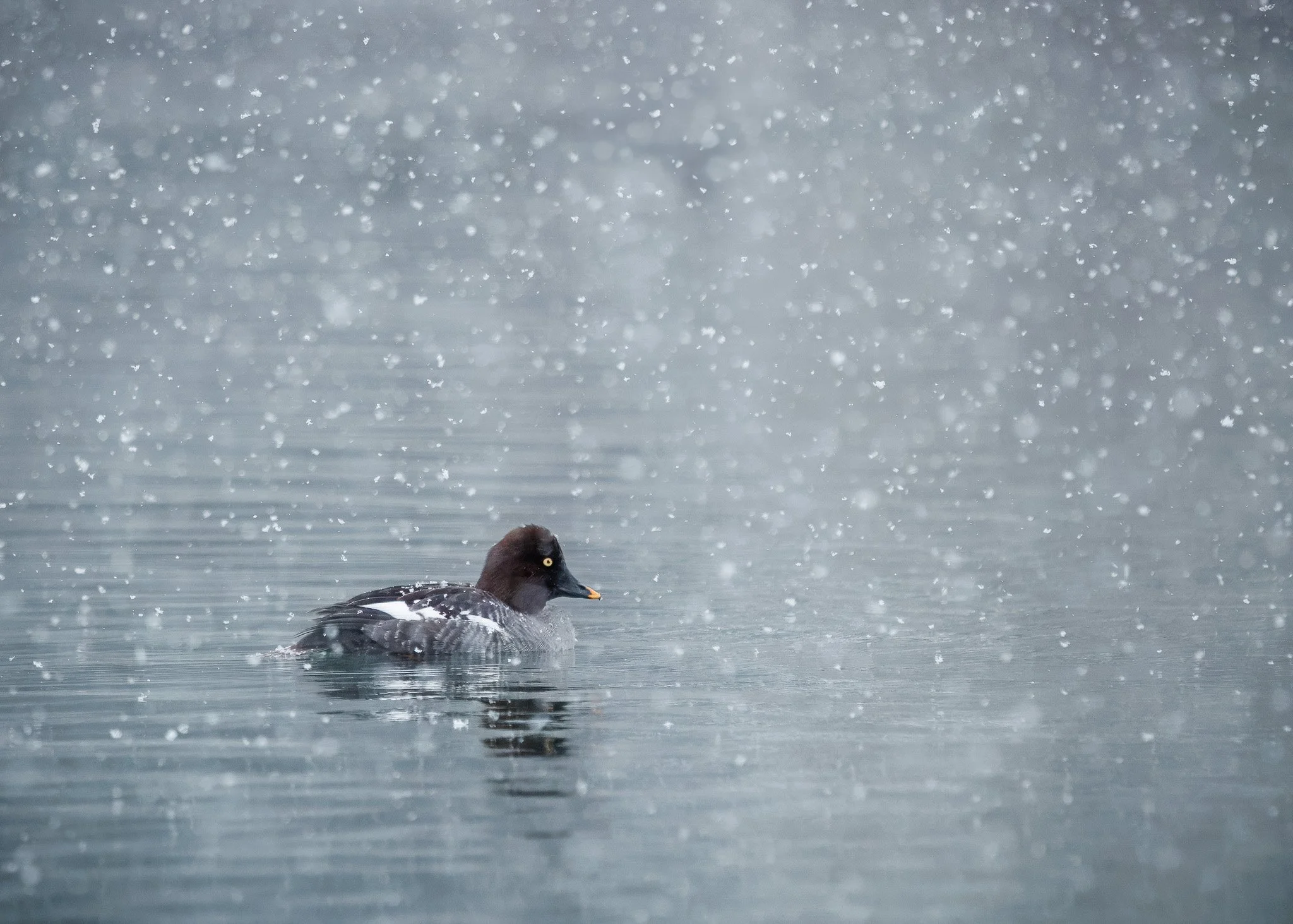 Common Goldeneye in the snow on a lake at Wandermere Golf course in Spokane WA.