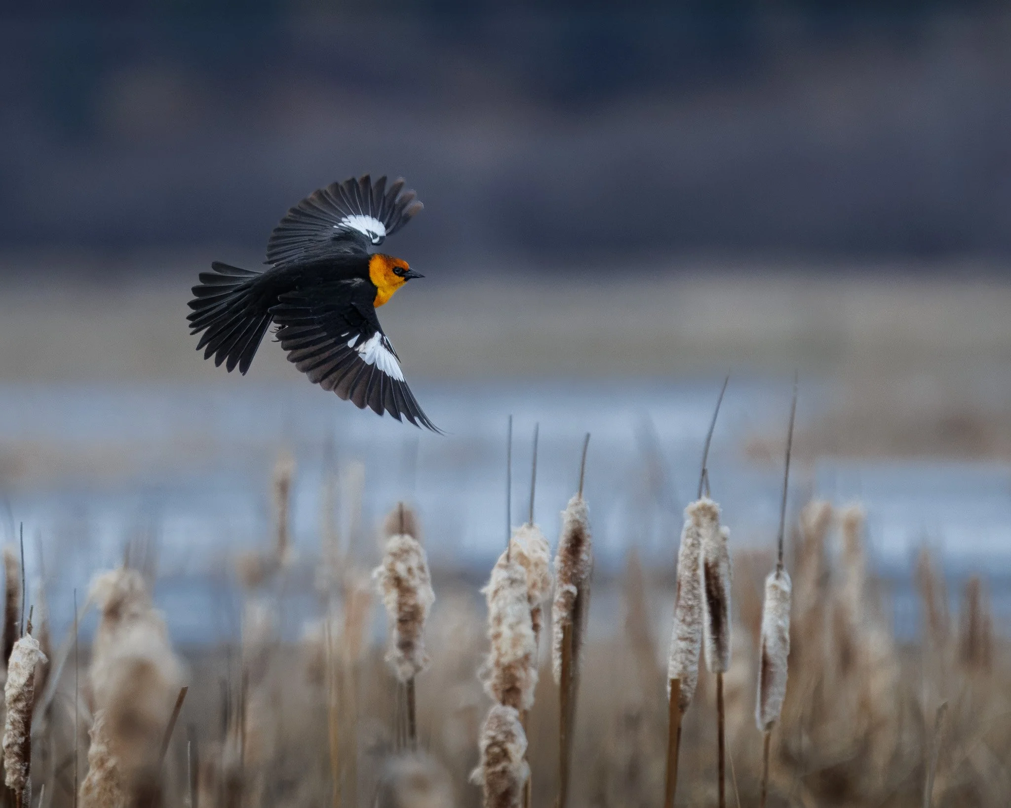 ABOVE THE REEDS
yellow-headed blackbird, saltese uplands, wa
