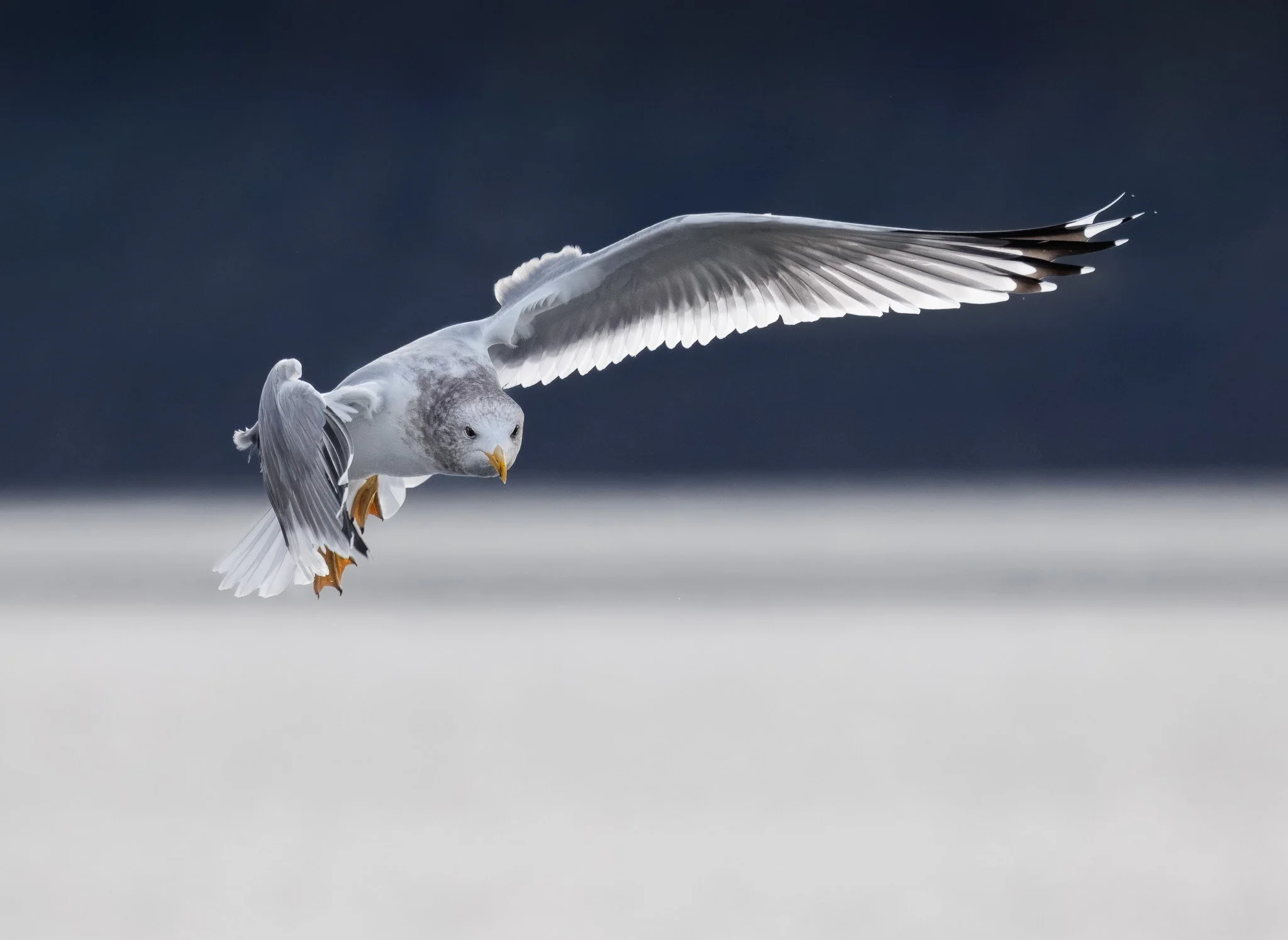 Seagull in flight wth backlight in north Idaho.