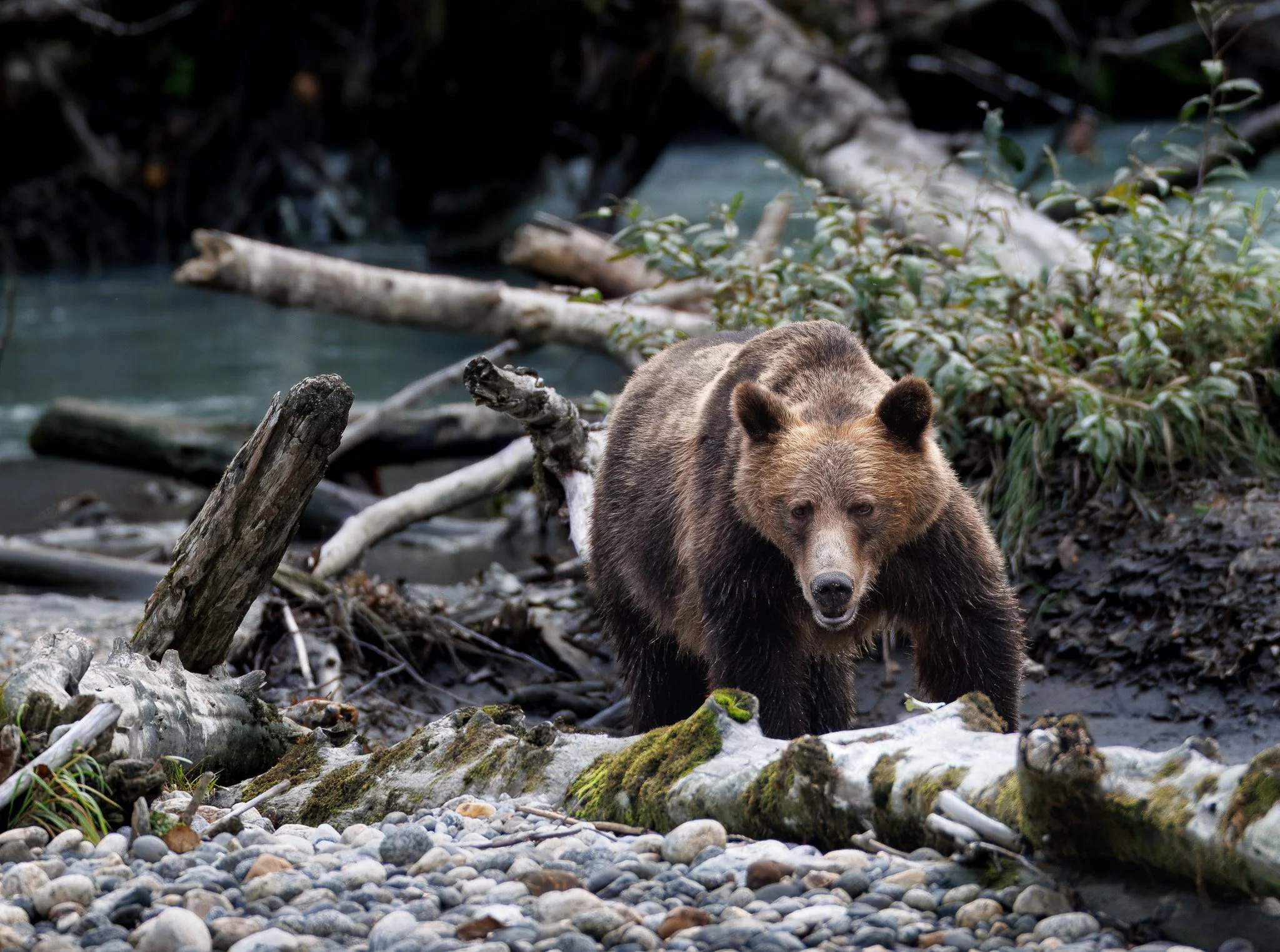 THROUGH
grizzly bear, toba inlet, bc