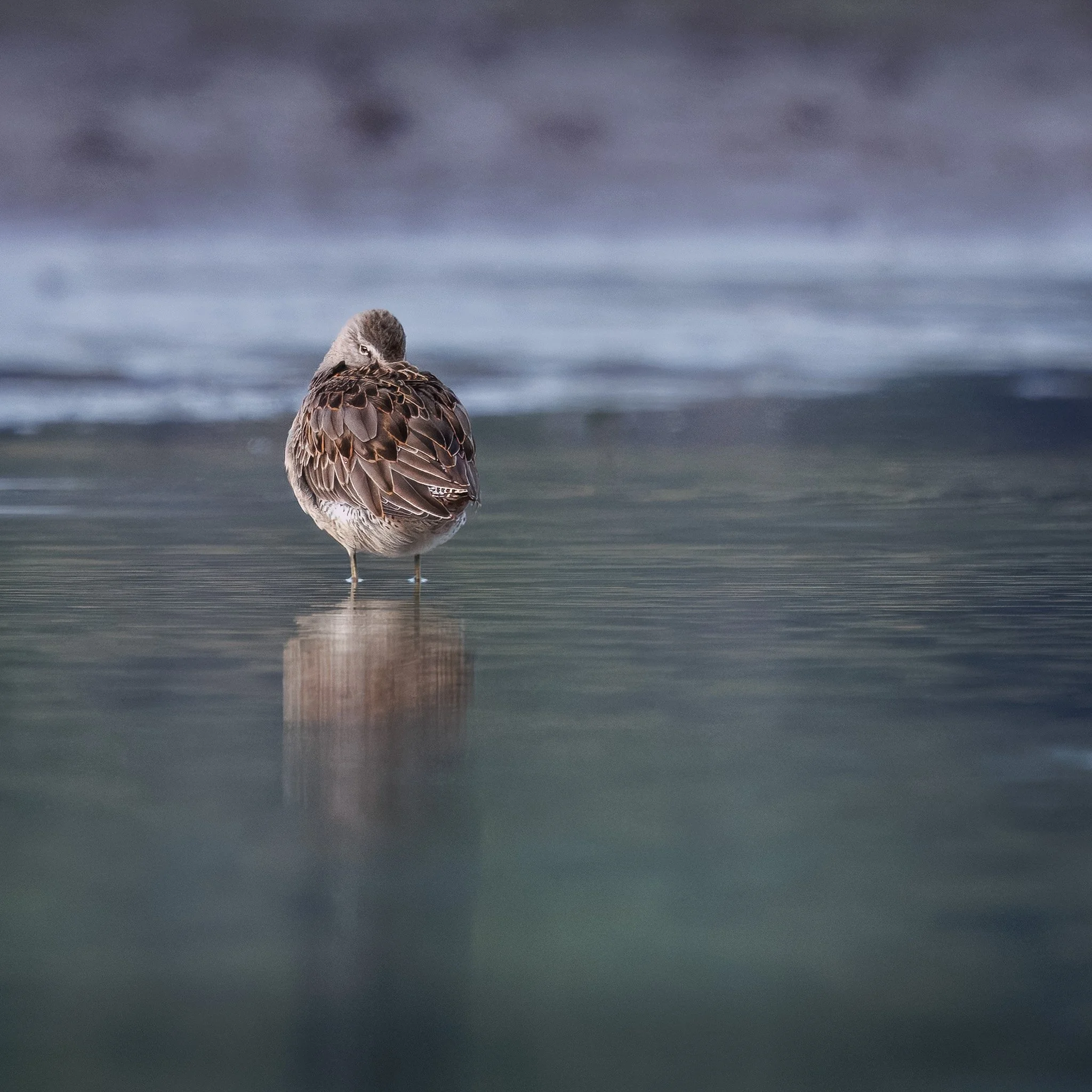 Long-billed dowitcher at upper twin lakes, north idaho.
