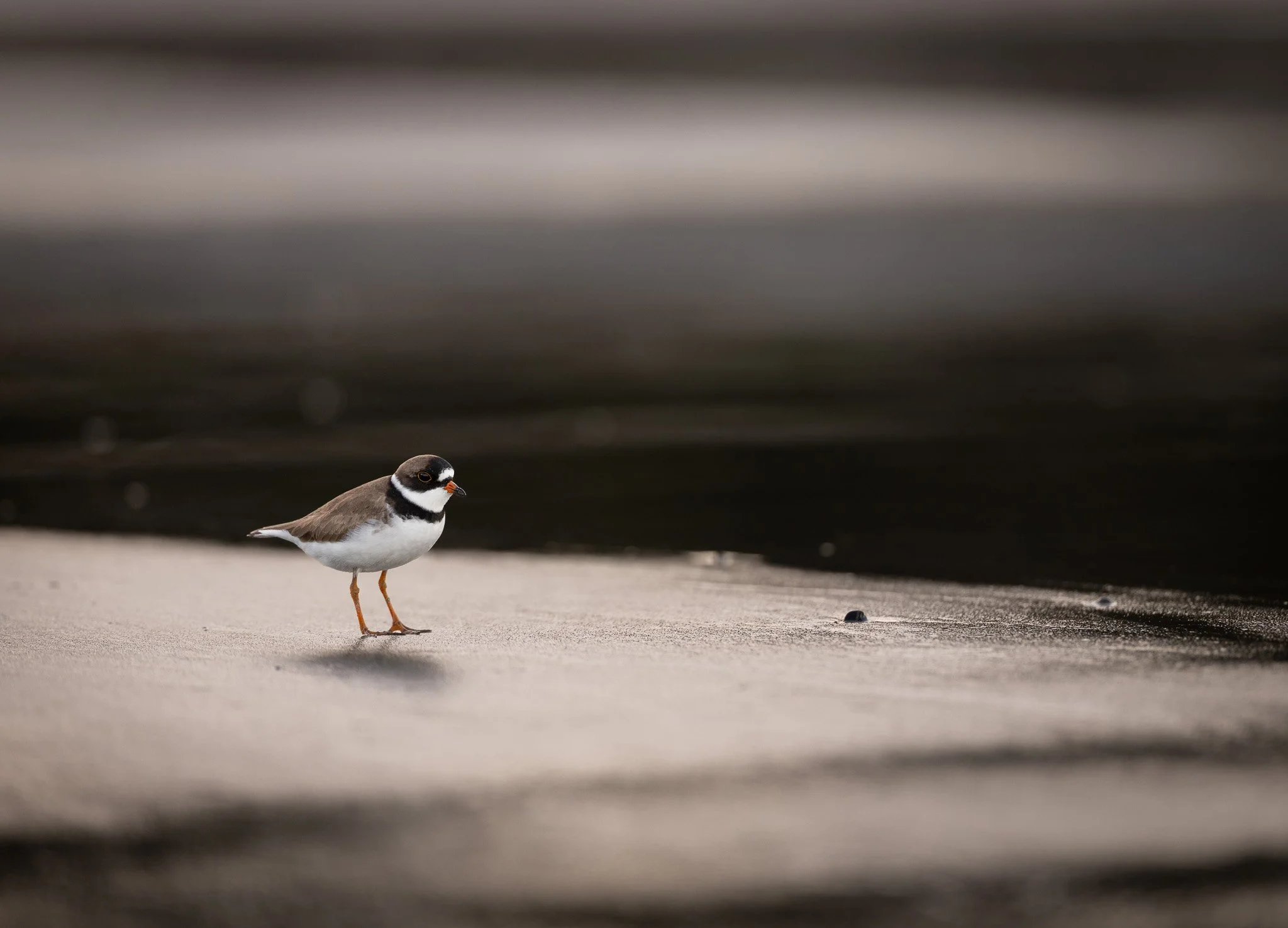 Semipalmated plover on Haida Gwaii beach.
