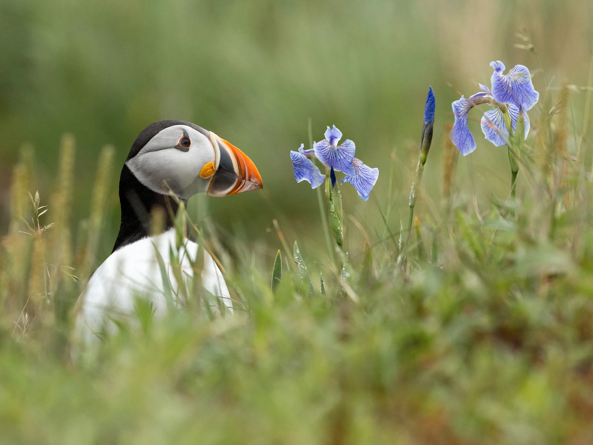 Puffin with lillies in Newfoundland.