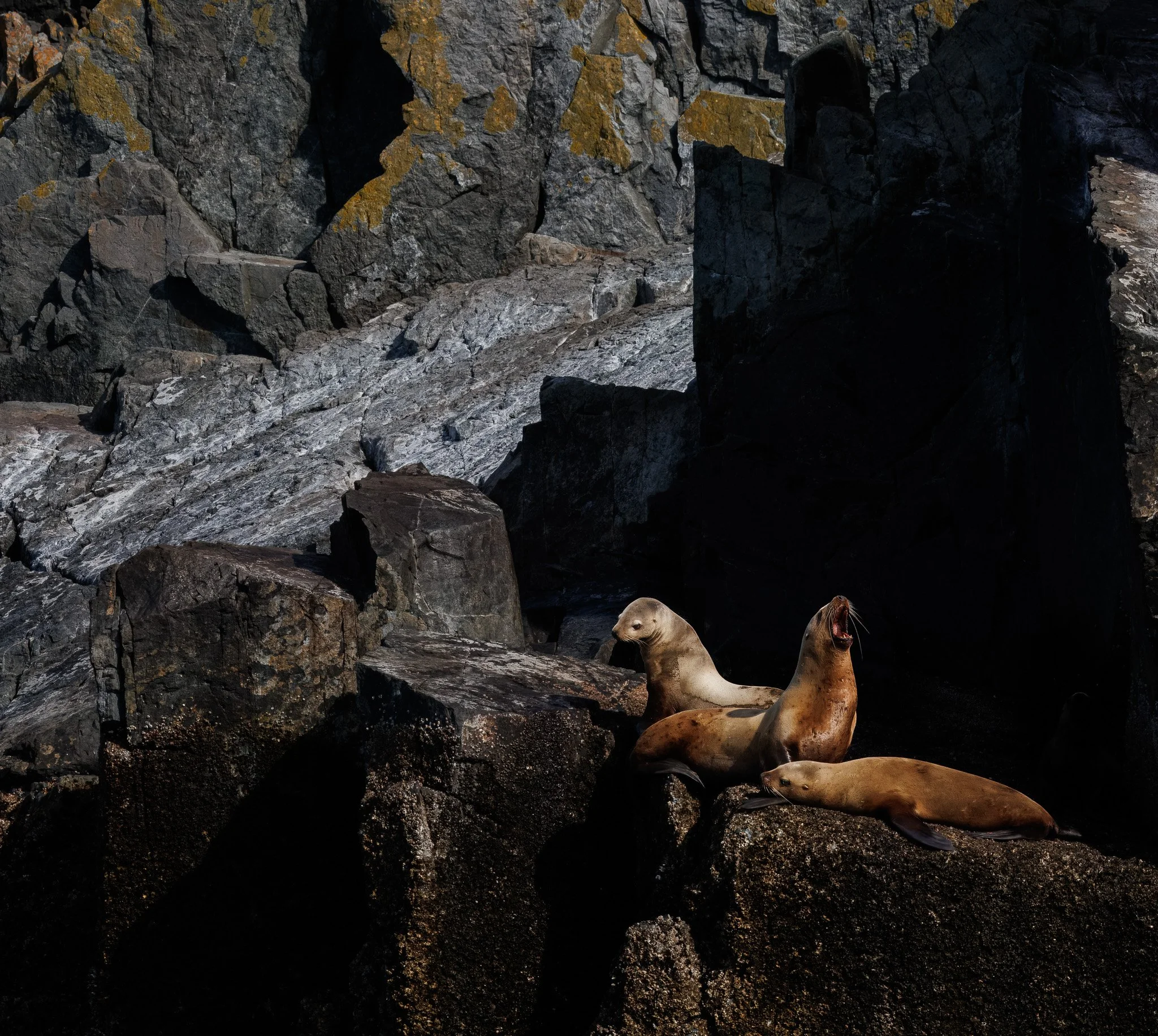 HOME
sea lions, haida gwaii, bc