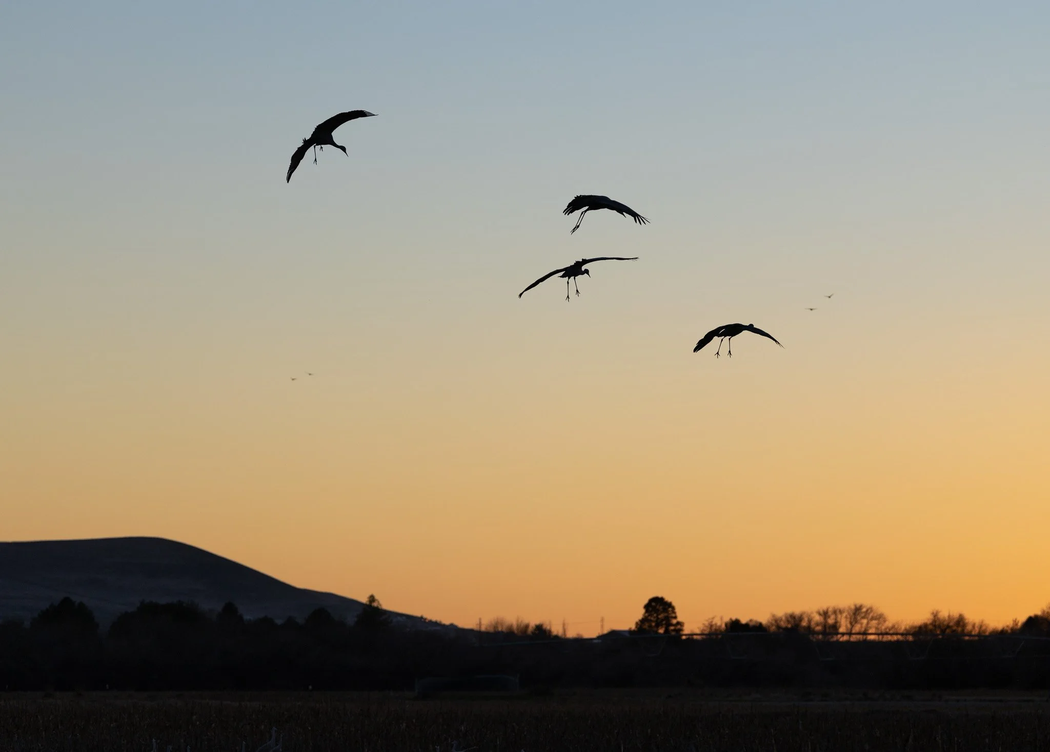 Sandhill cranes flying into the sunset in West Richland, Washington.