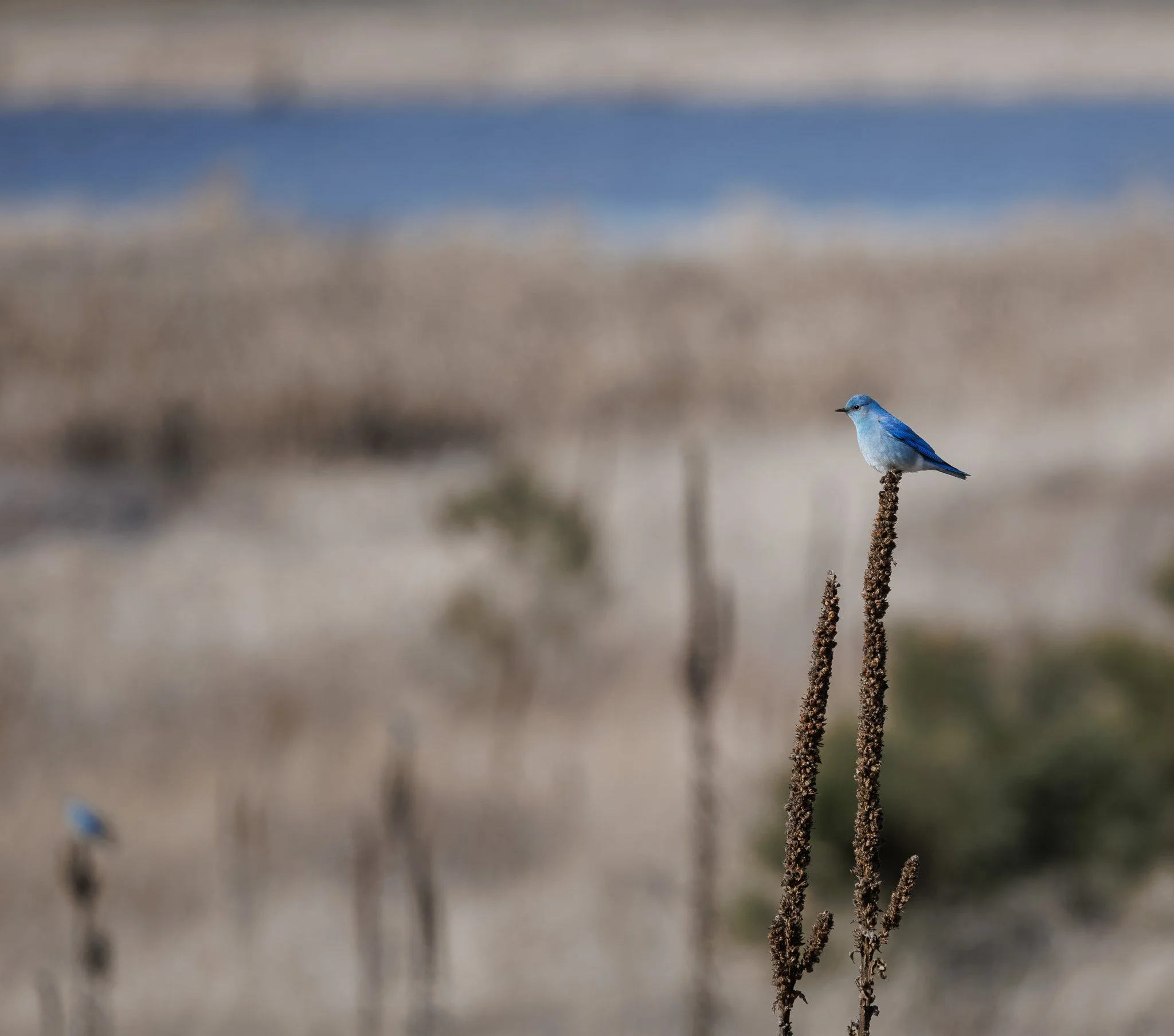 Mountain bluebird captured at Saltese Upland Conservation Area in Spokane, WA.