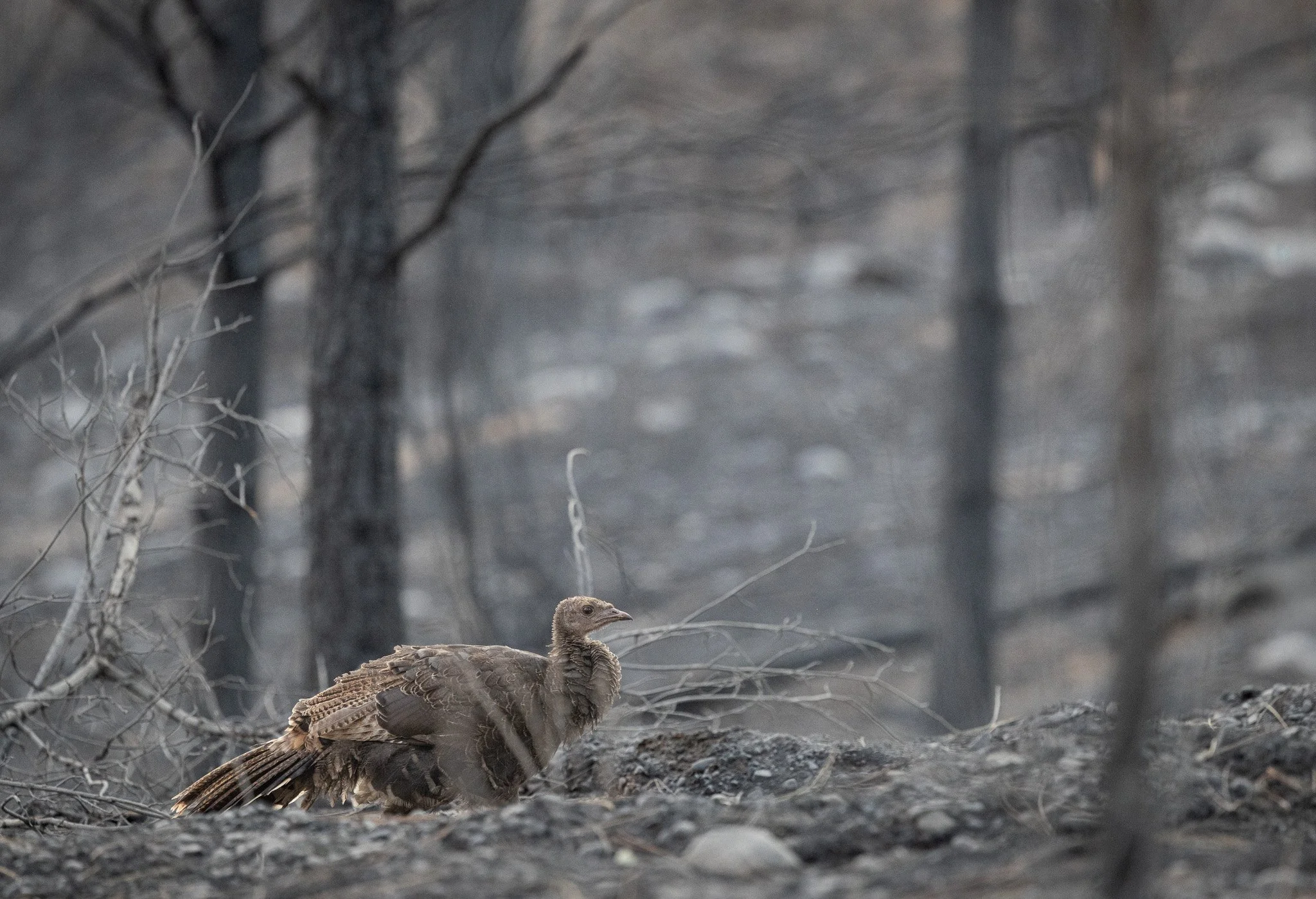 Young turkey in the burnt landscape.