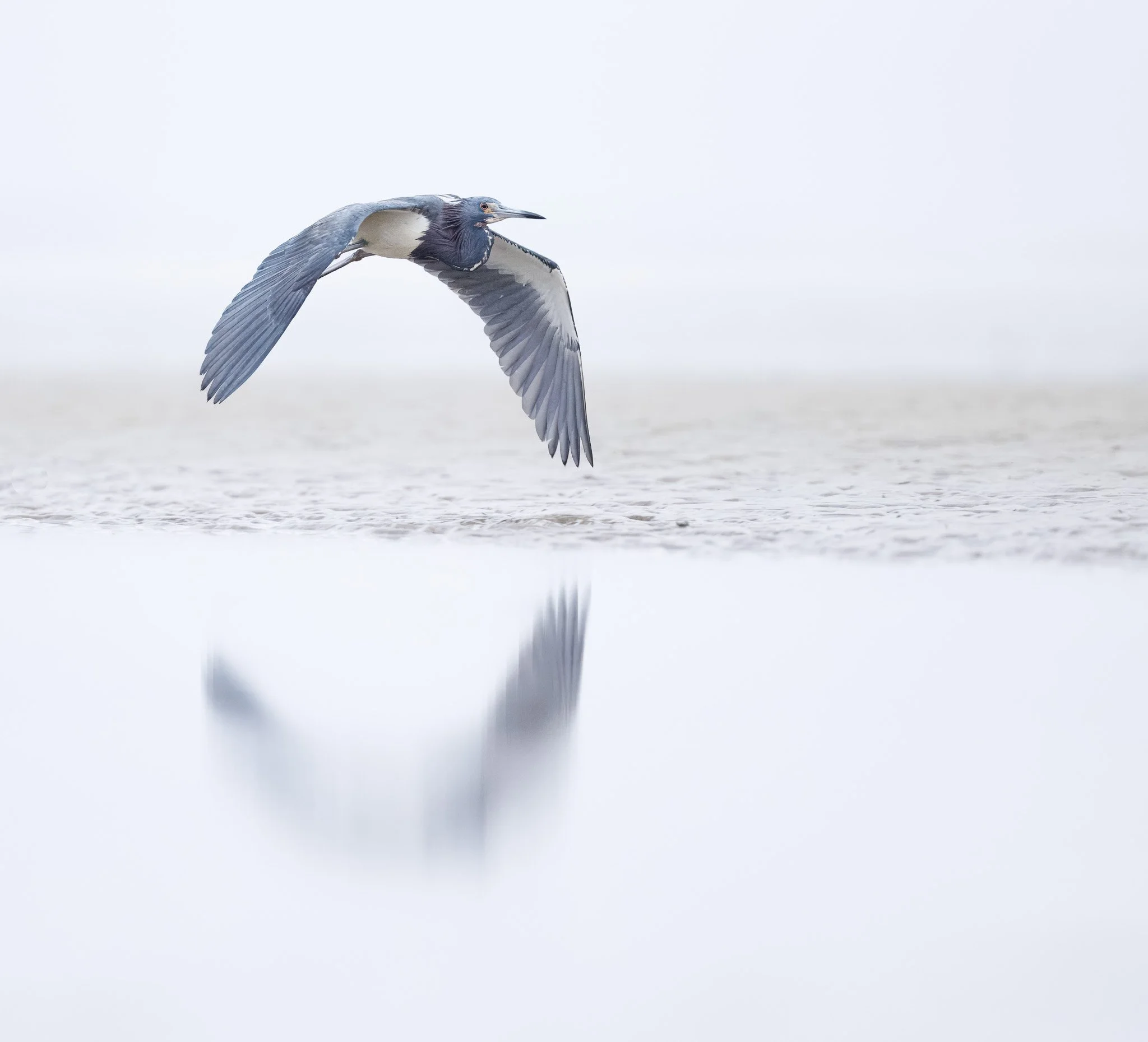 FLIGHT
tri-colored heron, south carolina