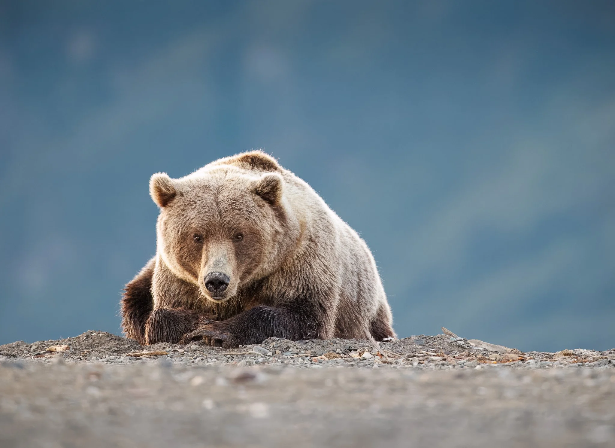 Brown bear staring me down in Chinitna Bay, Alaska.