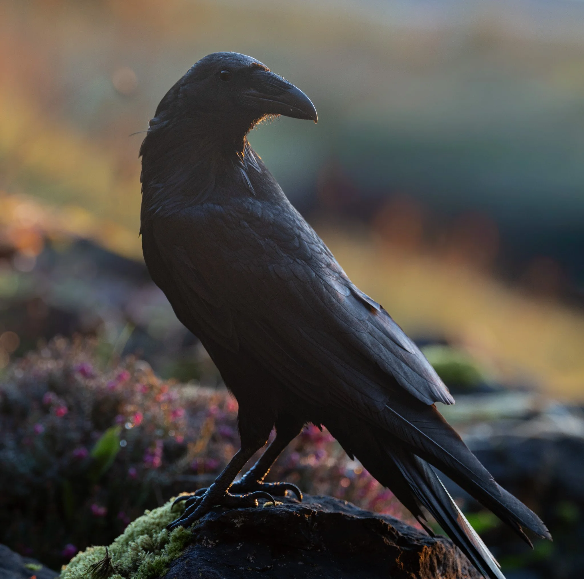 Raven in Haida Gwaii.