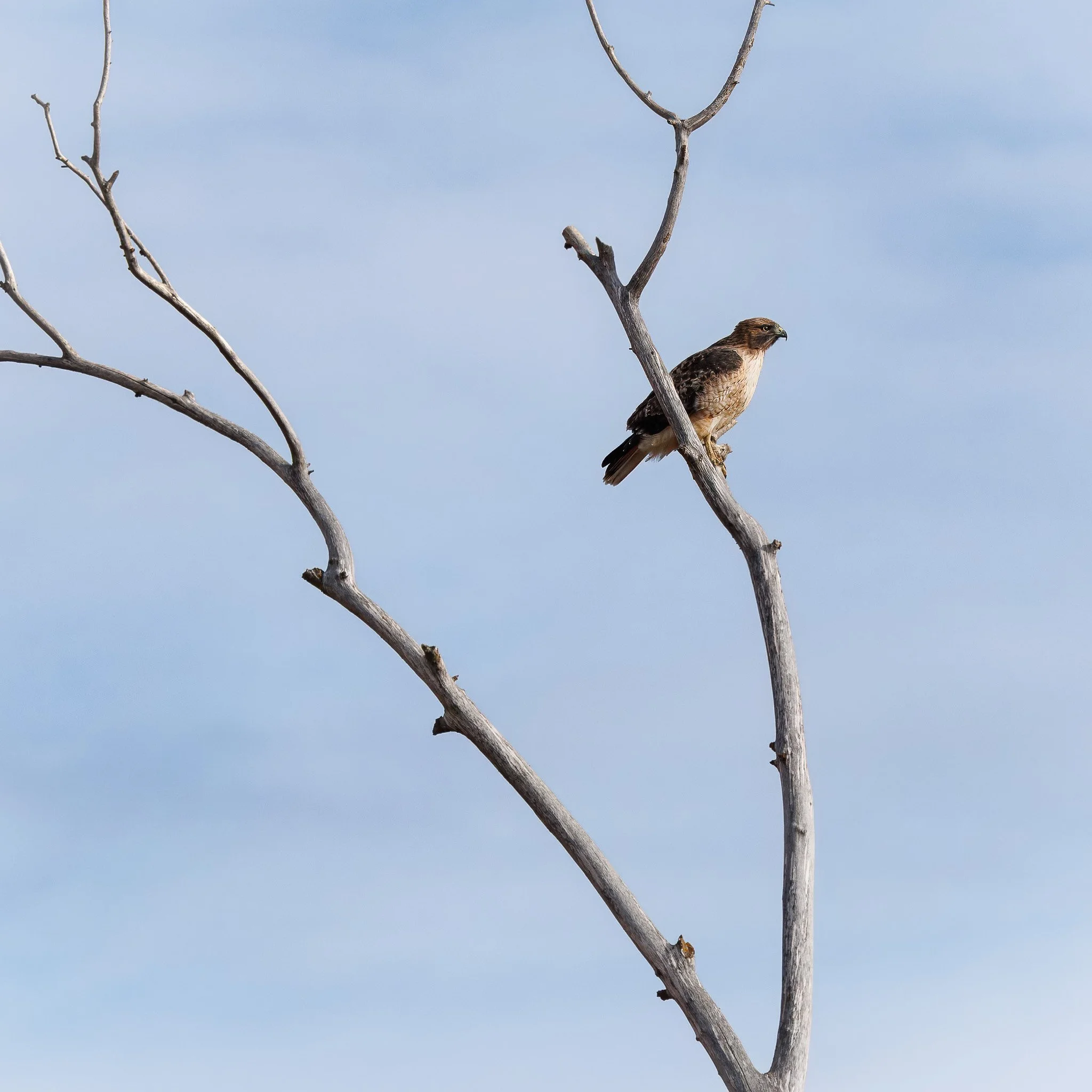 AS THE DAY UNFOLDS
red-tailed hawk, eastern washington