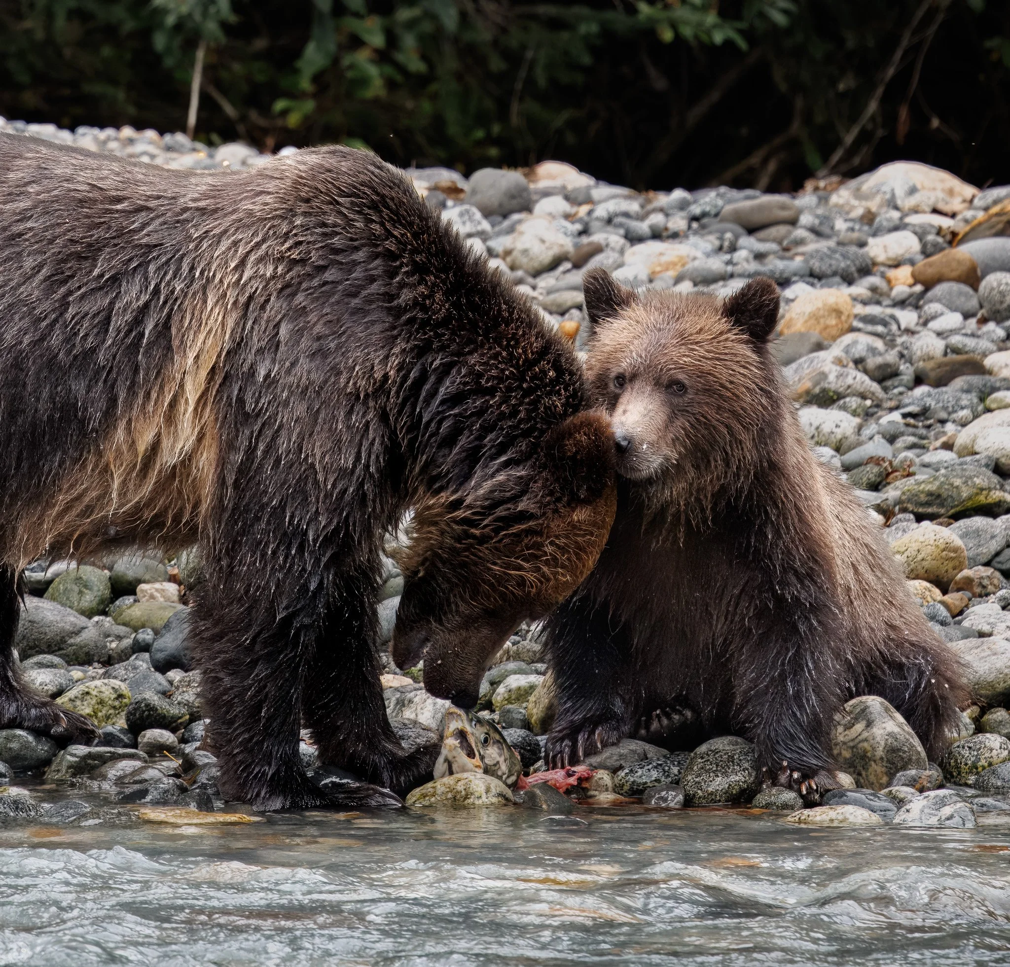 Mother grizzly and cub with fish at Toba Inlet, Klahoose Wilderness Resort, BC Canda.