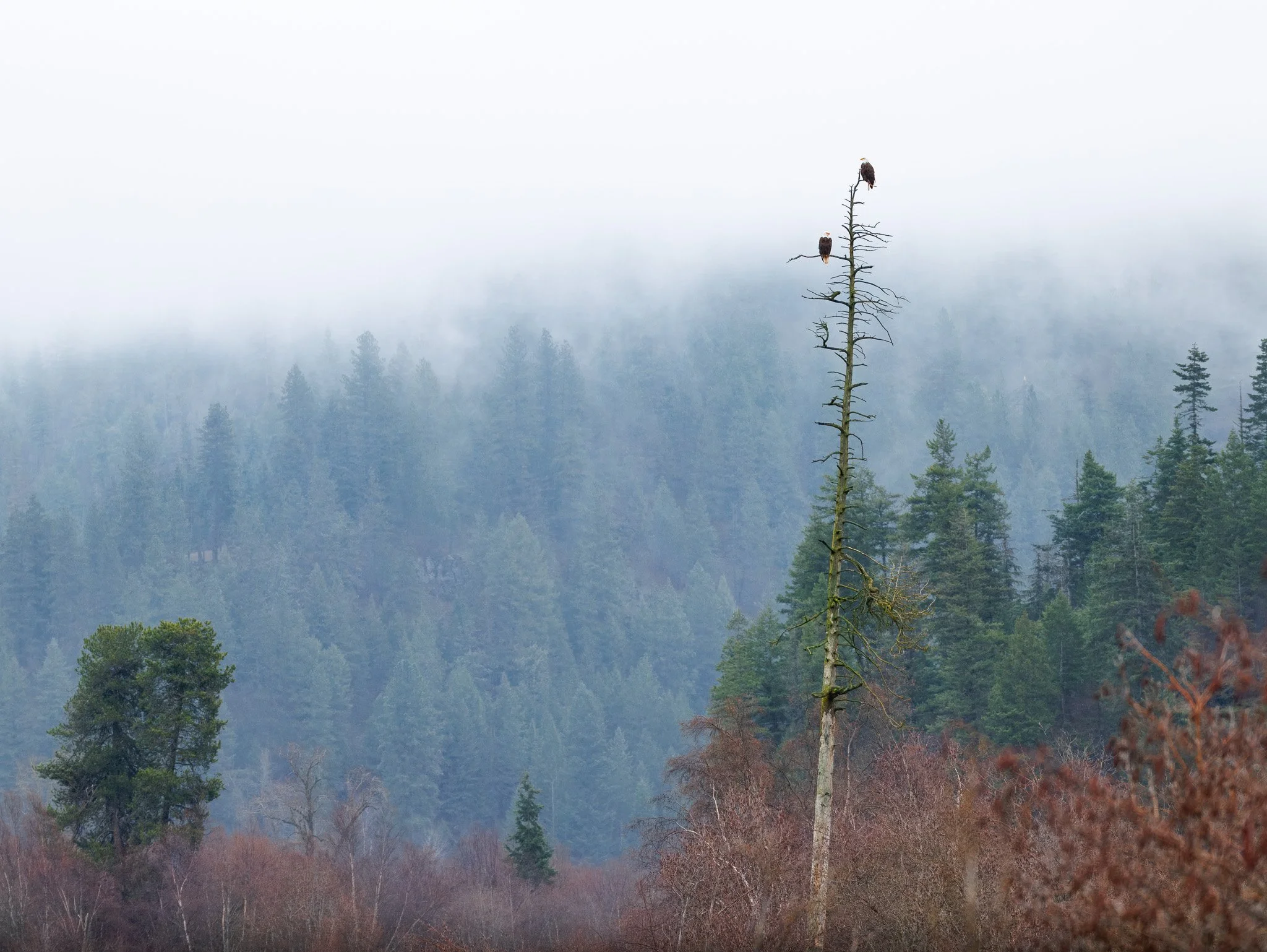 ABOVE THE FOREST
bald eagles, lake coeur d'alene, id