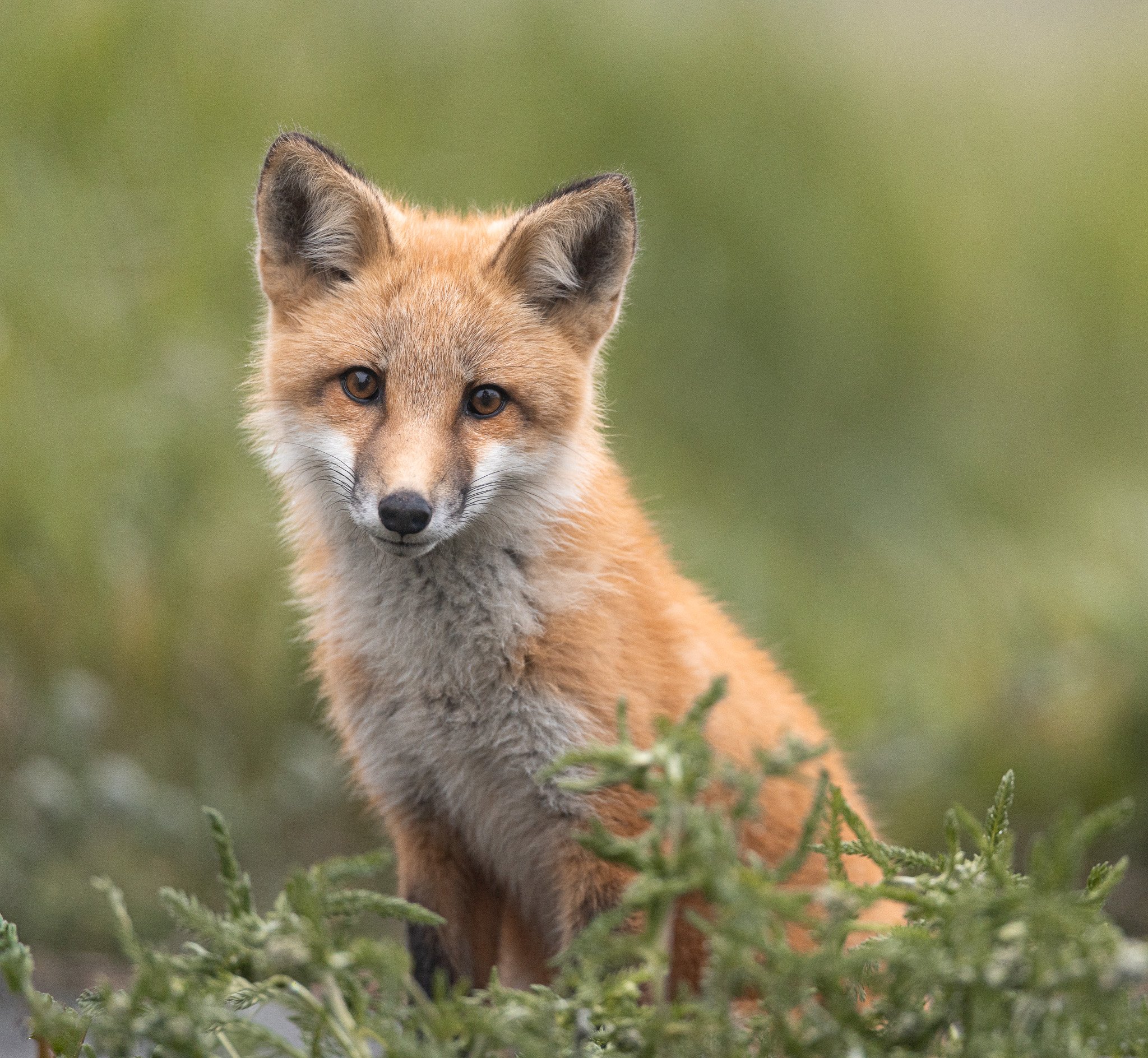 Fox kit in Newfoundland.
