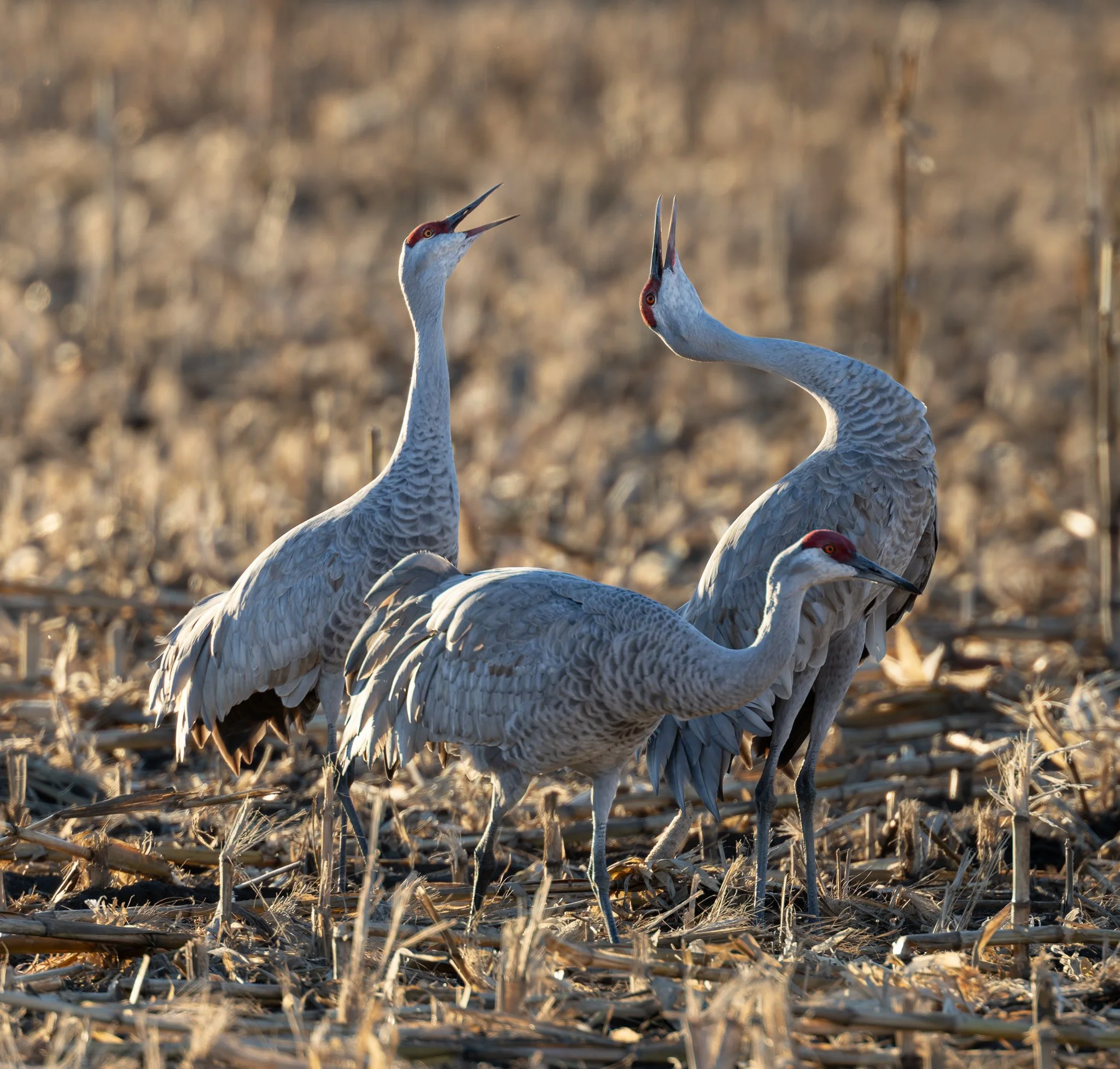 Sandhill cranes call to their flock in a field in West Richland, WA.