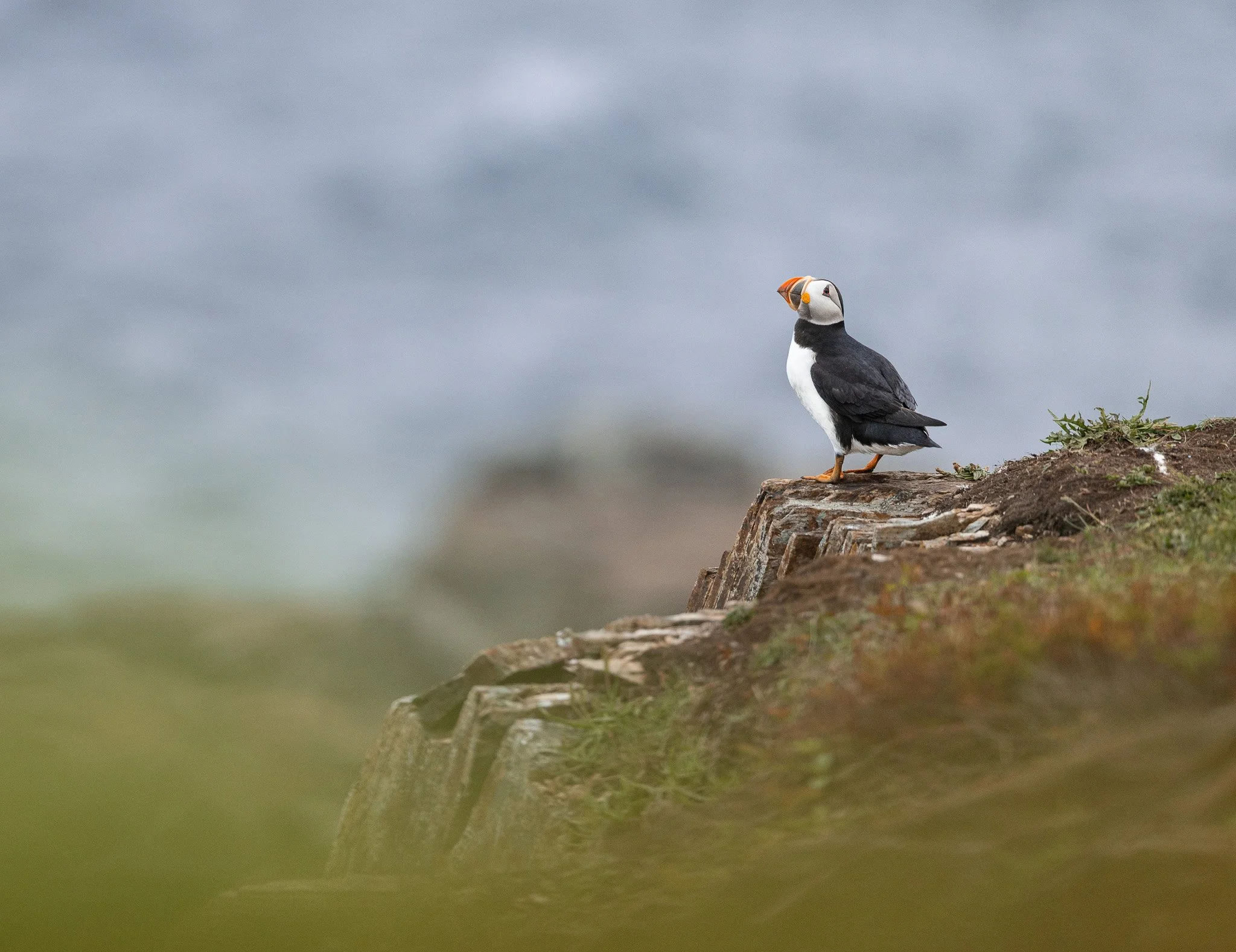 Atlantic Puffin standing on a cliff in Newfoundland.