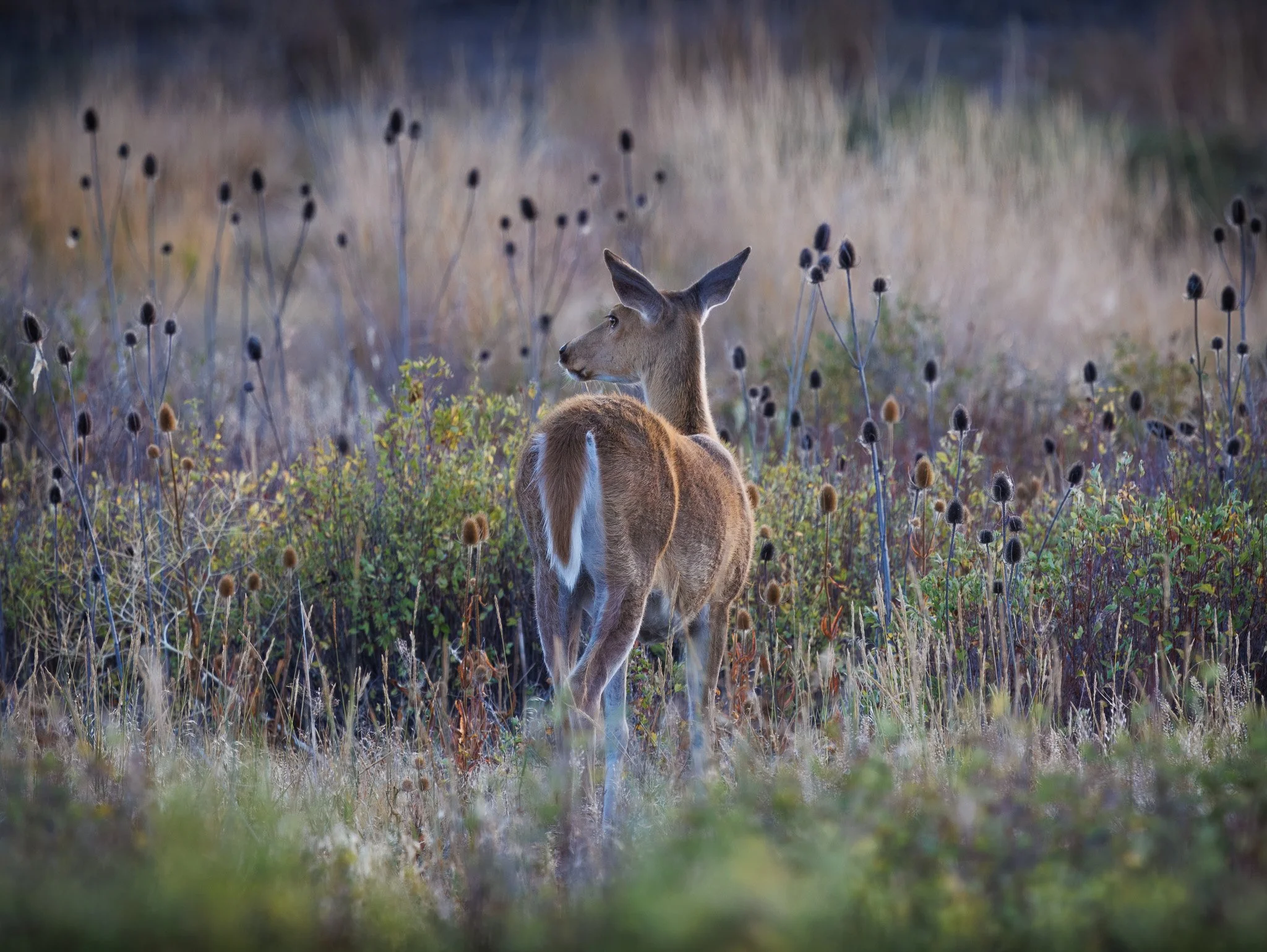 White-tailed deer standing in a field at CSKT Bison Range, MT